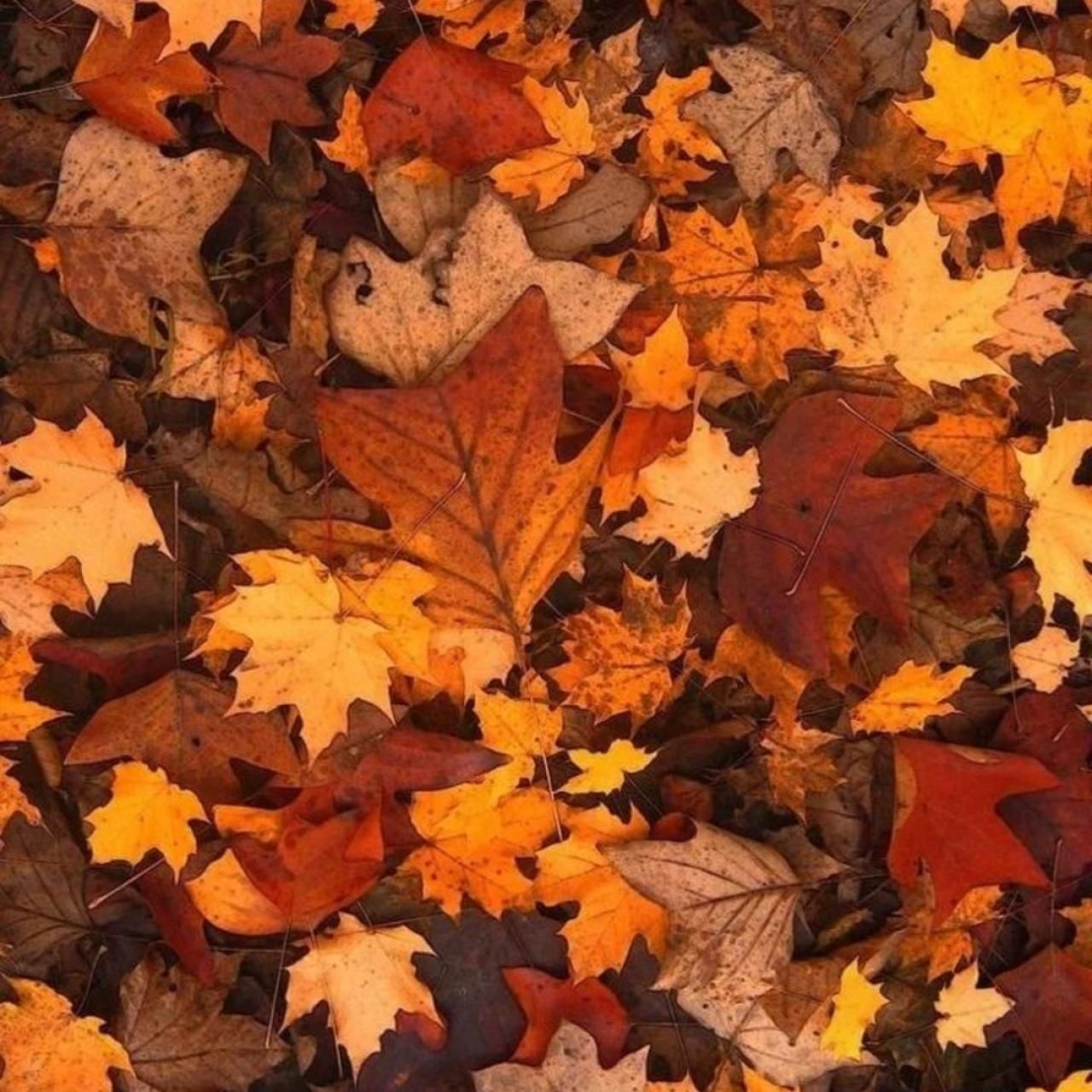  مینیموم مینیموم روسی گنگ