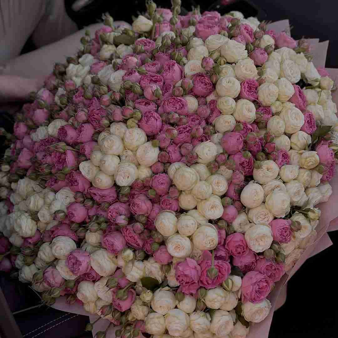 محلمون داداشی نوبنیاد تا قاراشی میام دم آواچی رو آپاچی