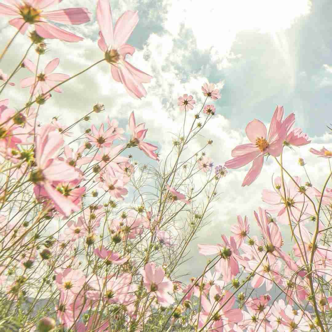  دلم دلم دل ساده ی عاشق از همه رنجیده