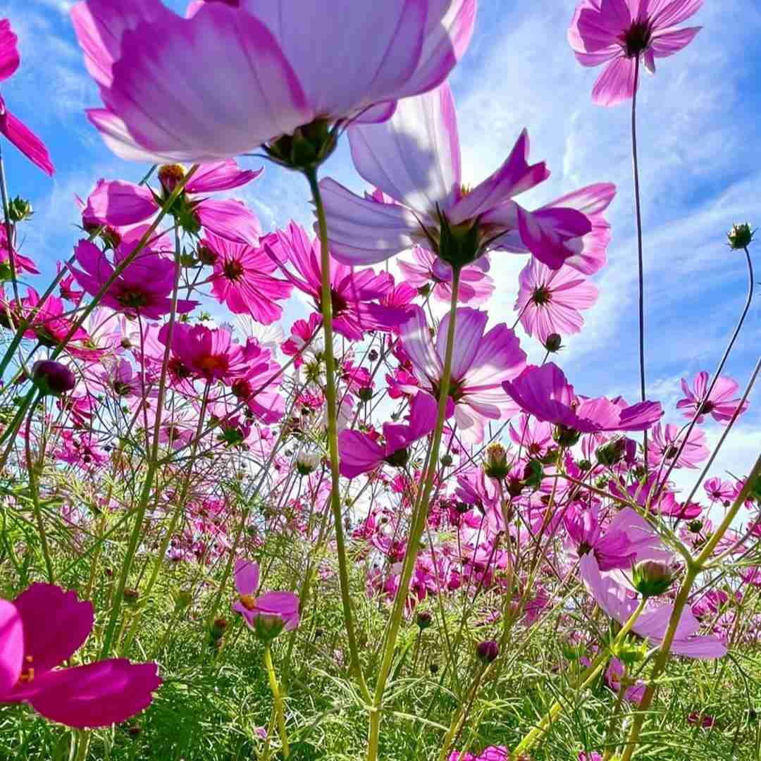 پیمان ریزوندی نجیب