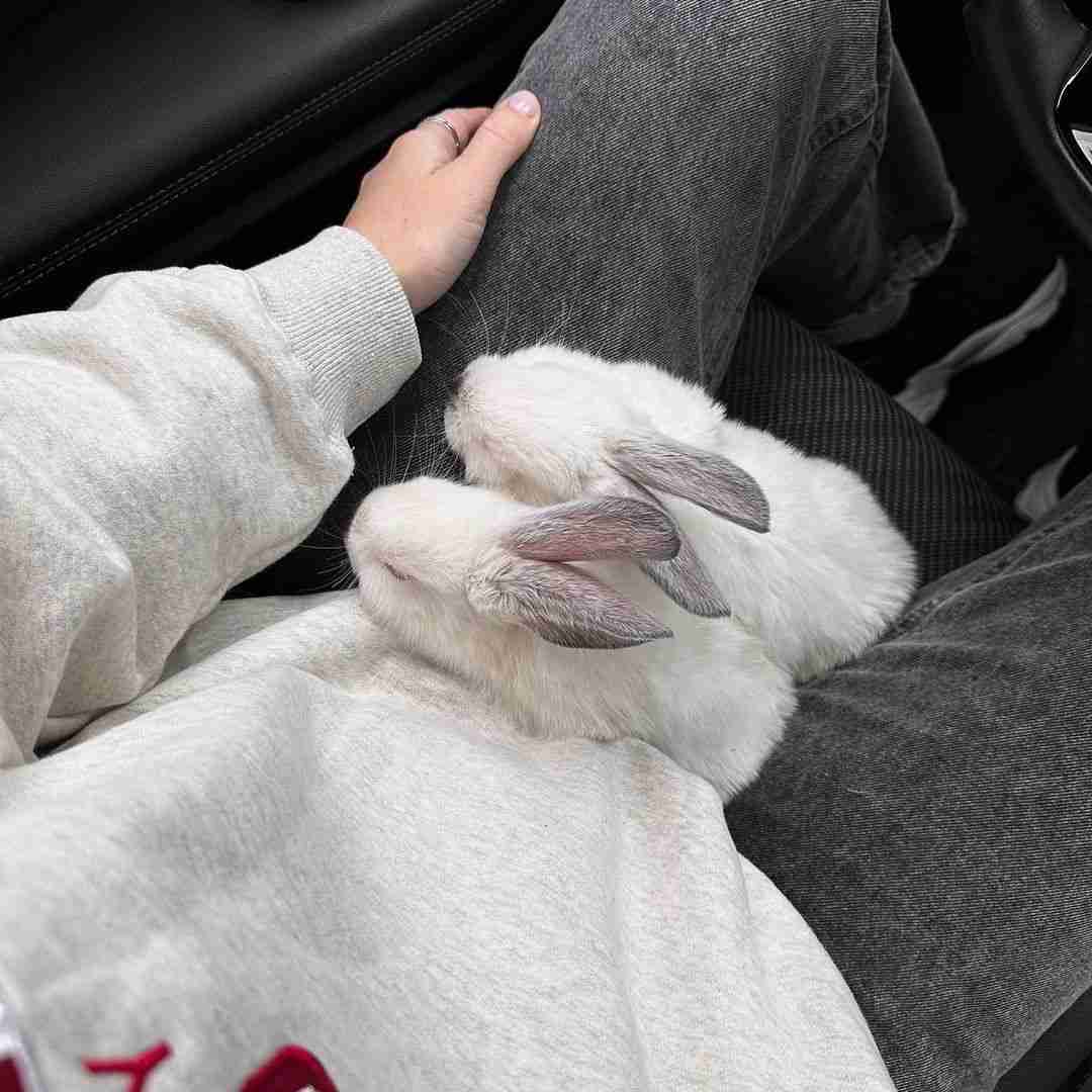شاو و شاو دلم تنگه ای بغضه و موی بنده با صدای باب اسفنجی