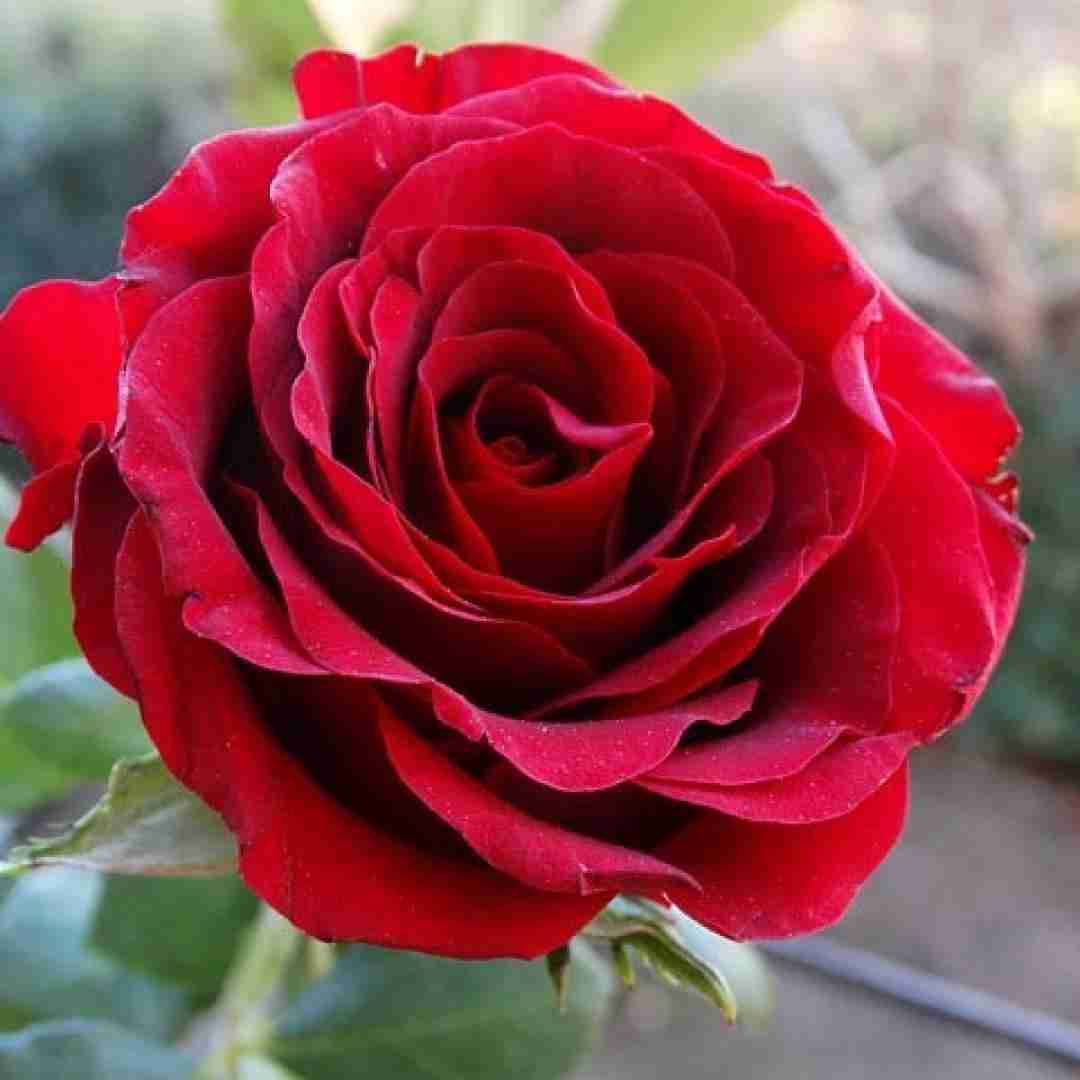 سنا برزنجی کوره رشتاله