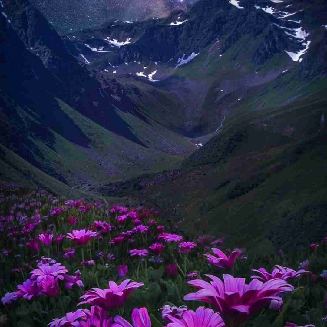 ننده به عزات مینشانم نمیدونی چقد دلم میخواد یه روز