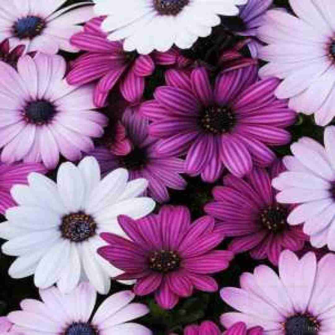 بیتا نابی ساقی برشن ای چندساله تلافی بو