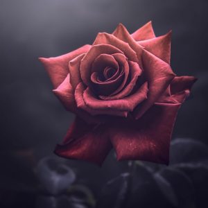 IMG ۲۰۲۳۱۲۱۲ ۲۰۱۹۴۰ دانلود آهنگ امیر حسینی به نام قلب بنفش