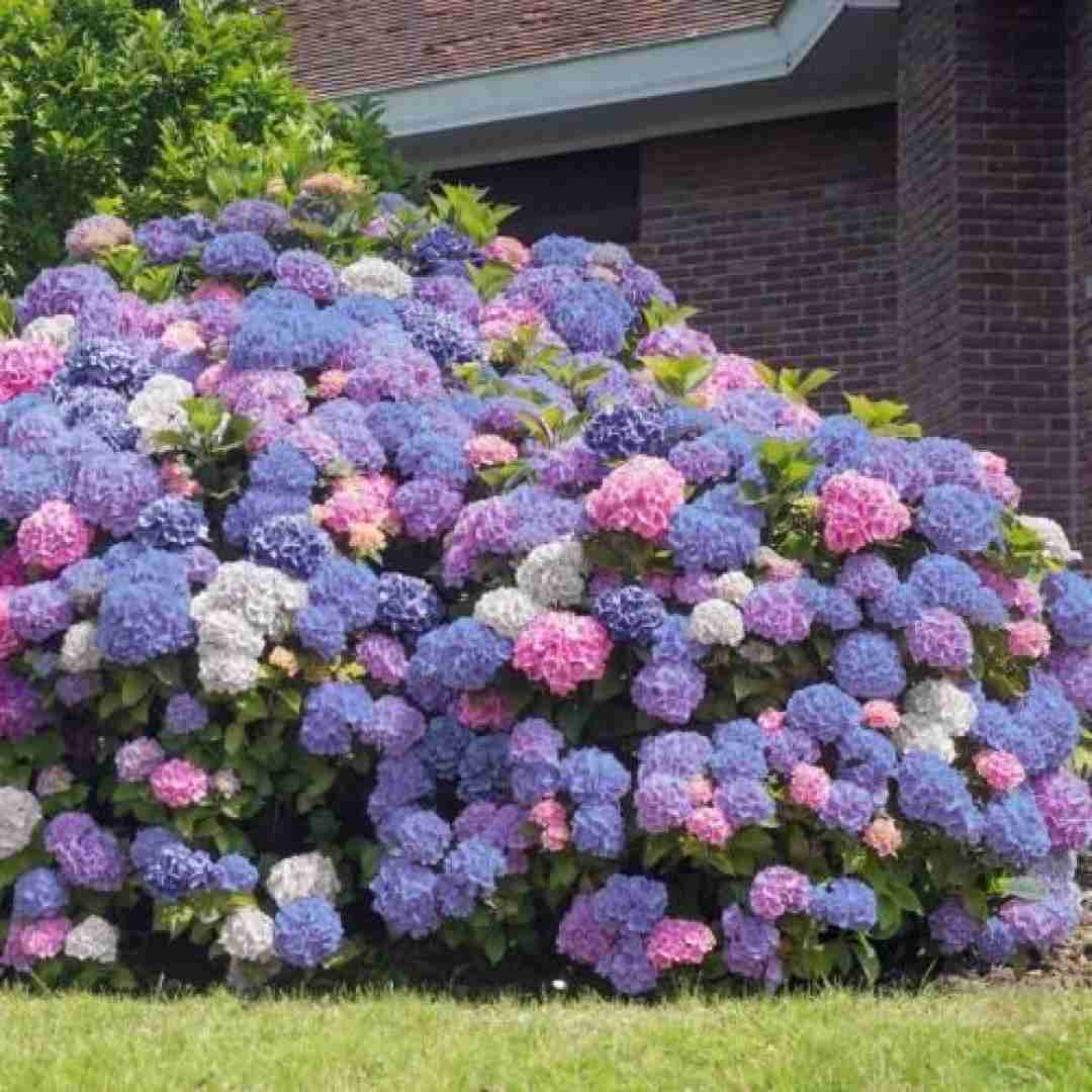 میراب امپراطور دلم بی تو دوتا چشام تره