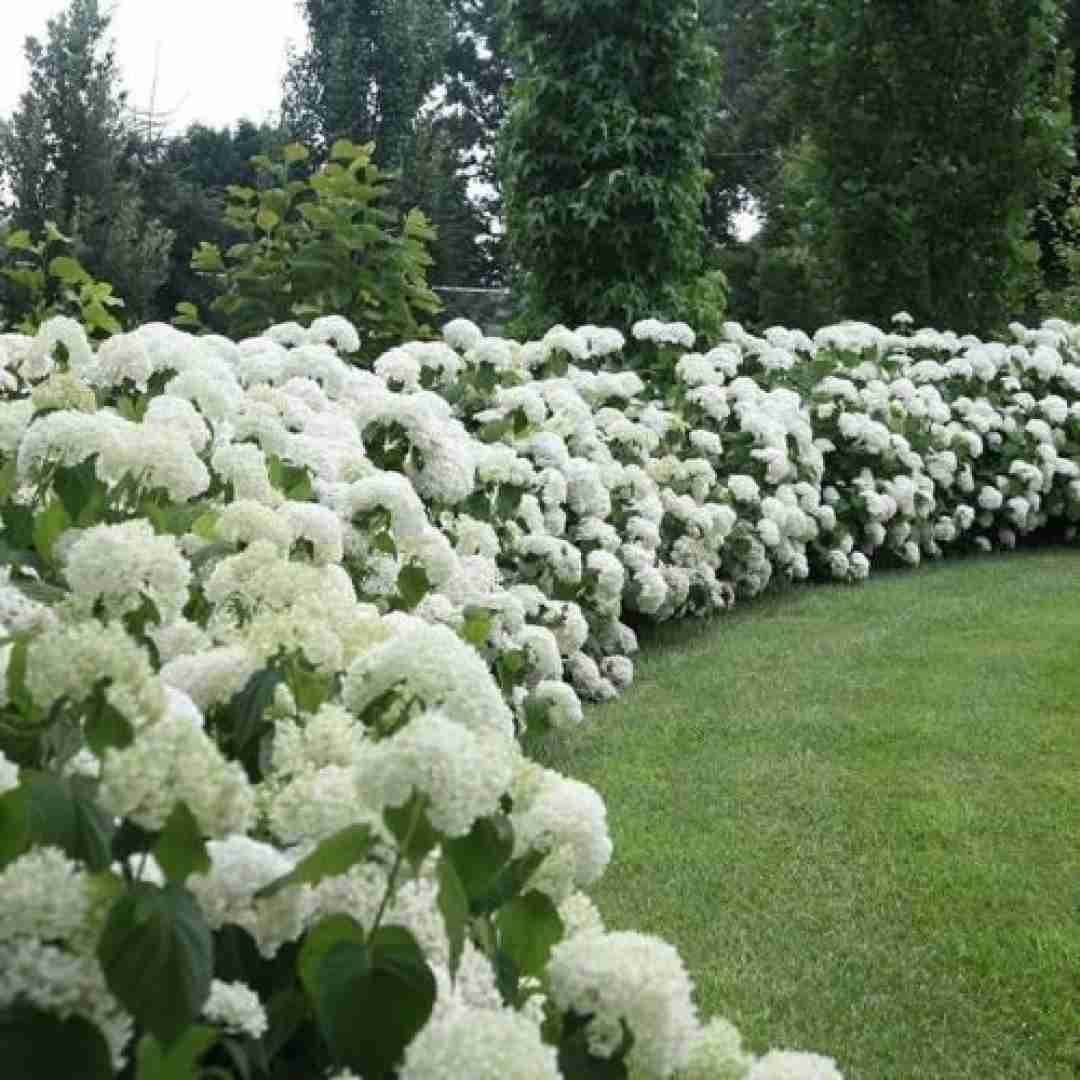 دستاتو به جز من دادیش به کی جان چشات دیوانه بازیات