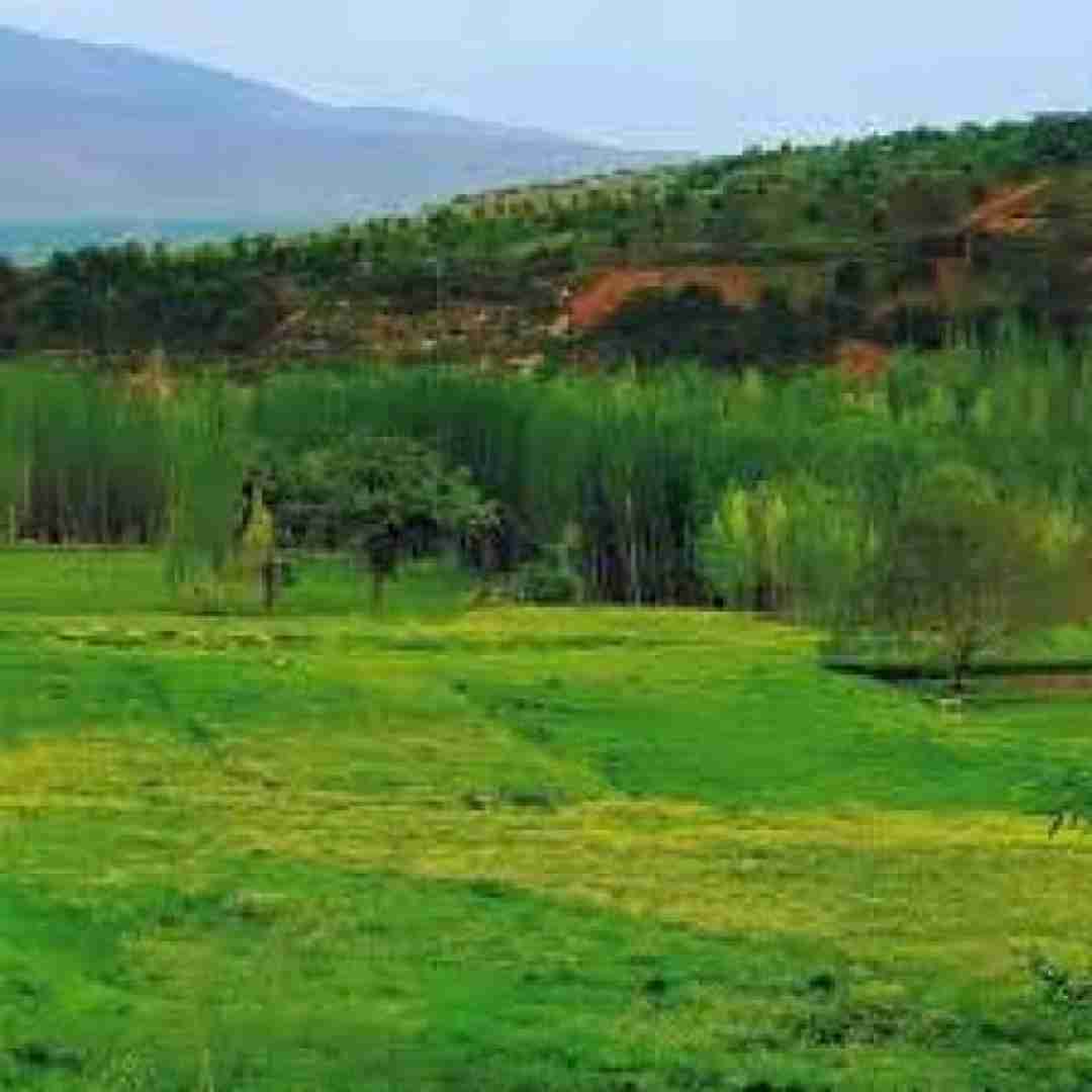 فاطمه عطایی طالب طالبا