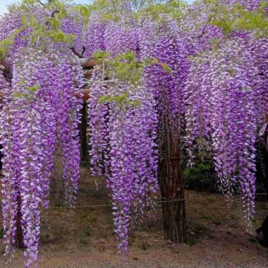 حاجی خندم میگیره الگوم تایسونه الگوت بی تی اس
