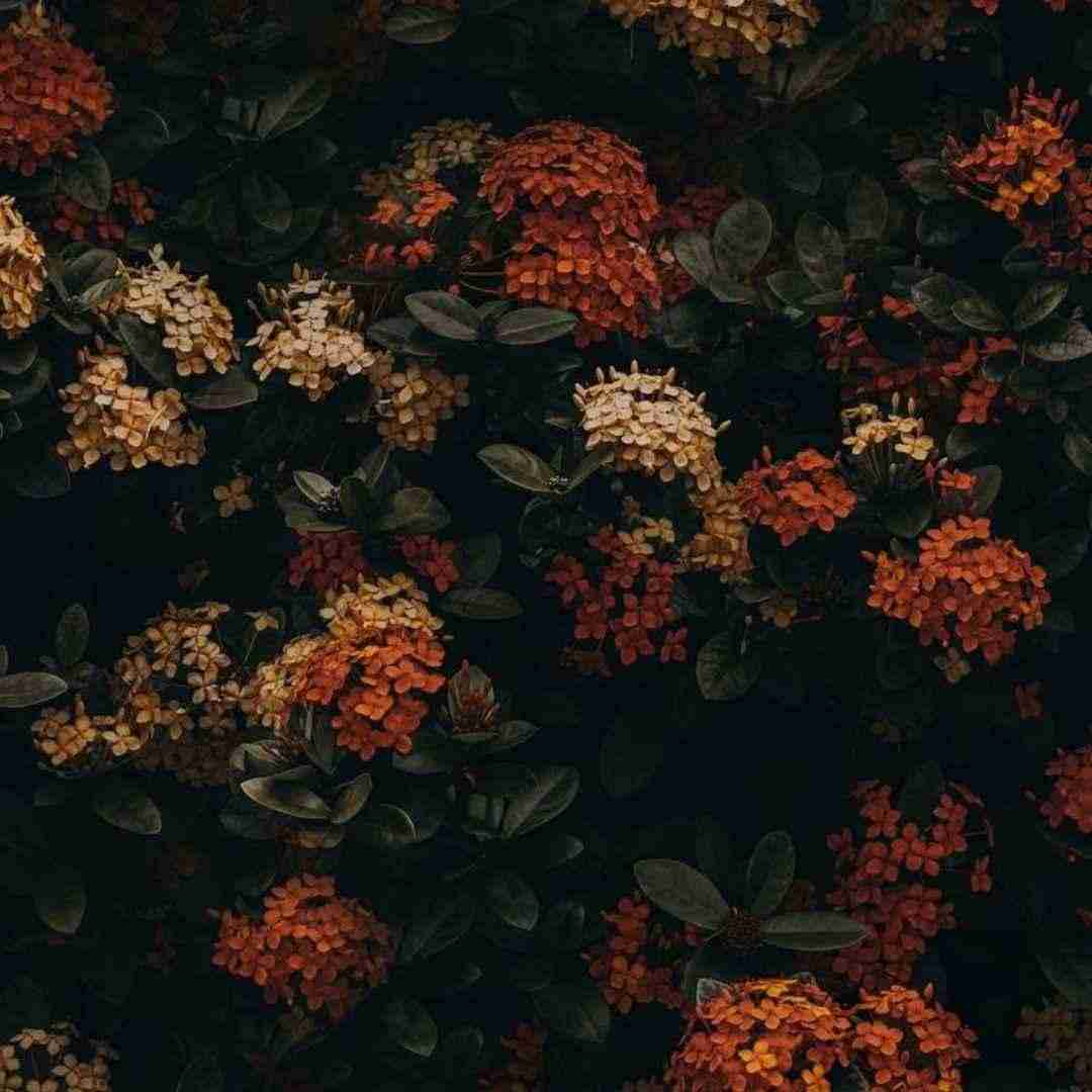 شماره ساقی ناب داری قرص چی واسه خواب داری