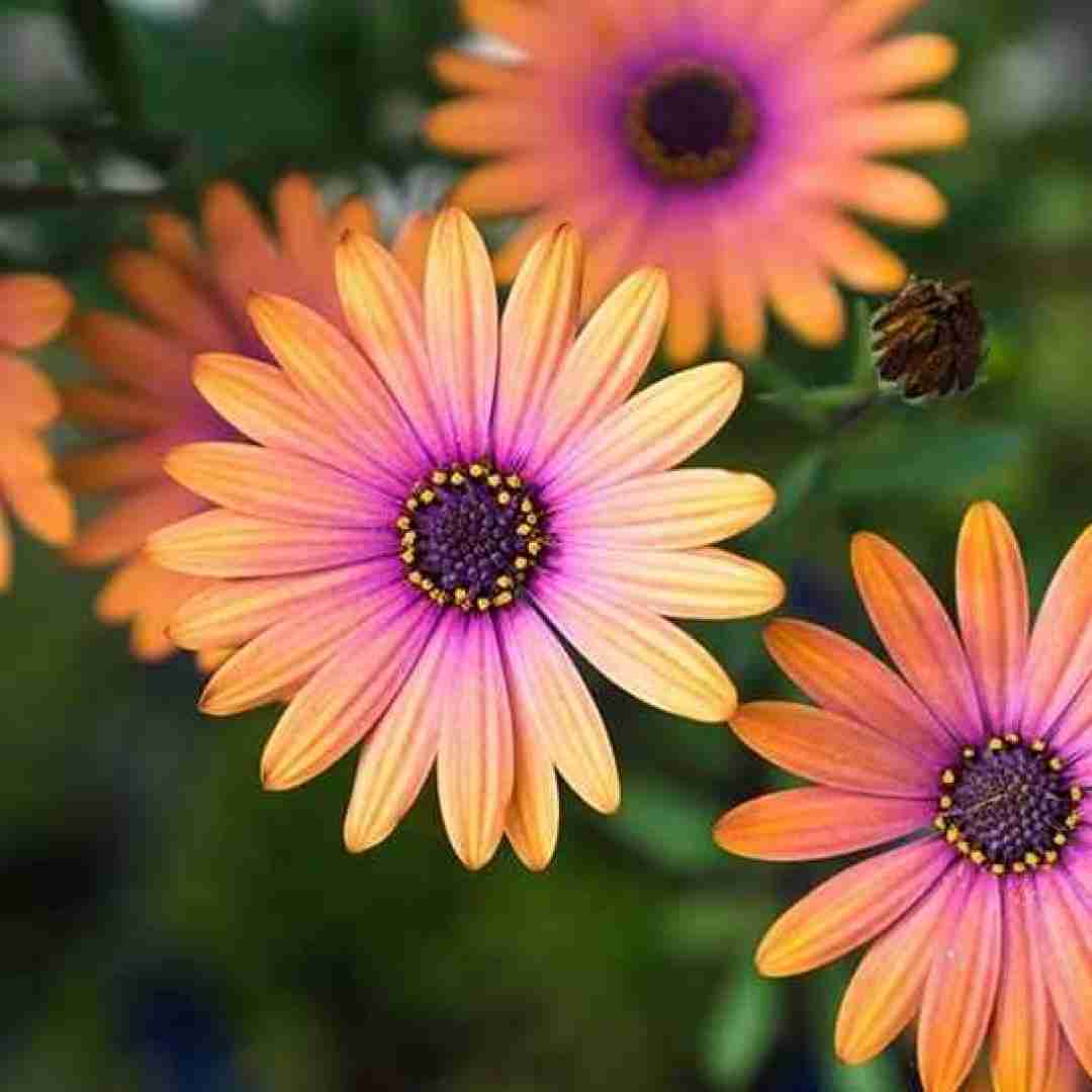 چه حسی داری اون میخوادش منو انتخاب کرده