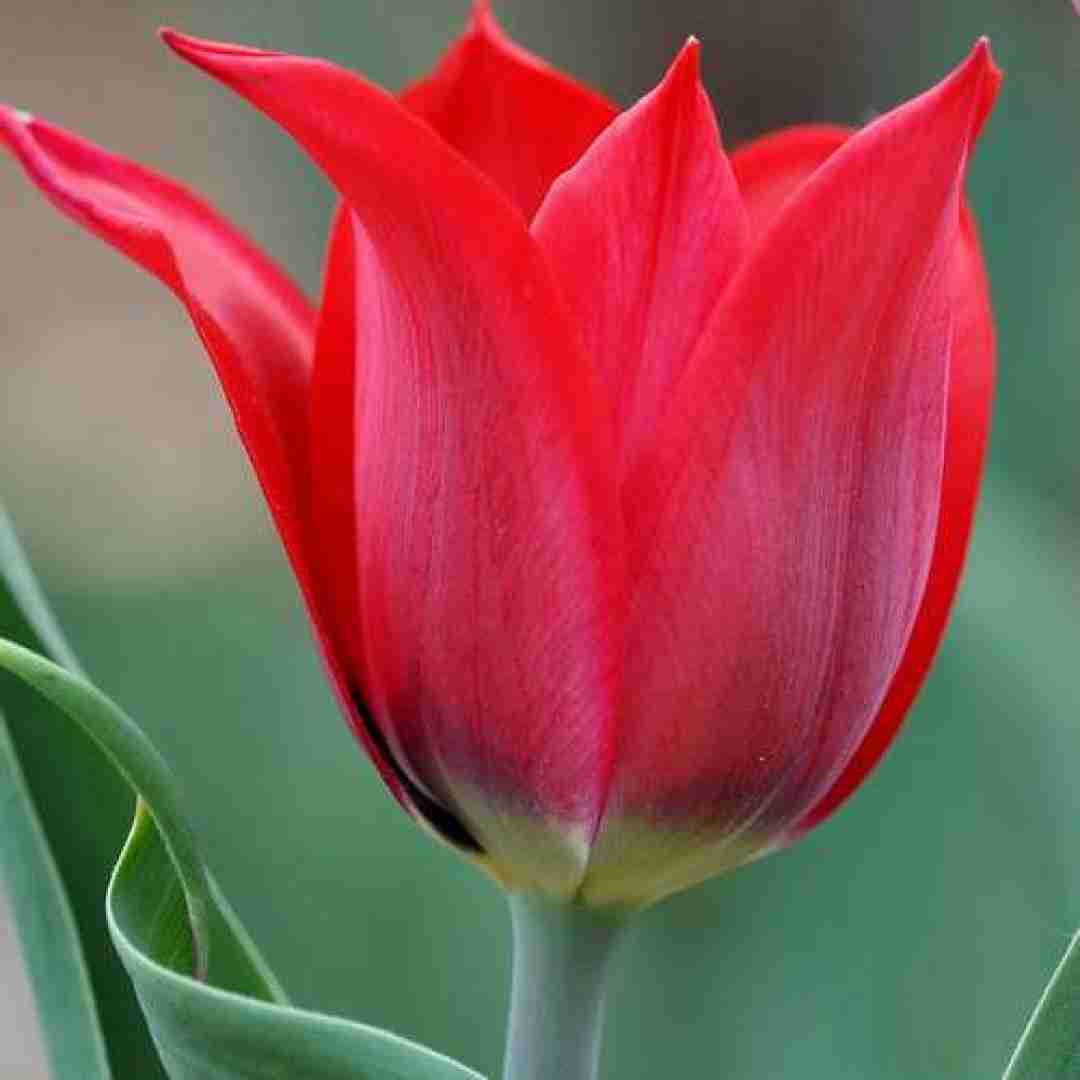 فاطمه عطایی دلخواه