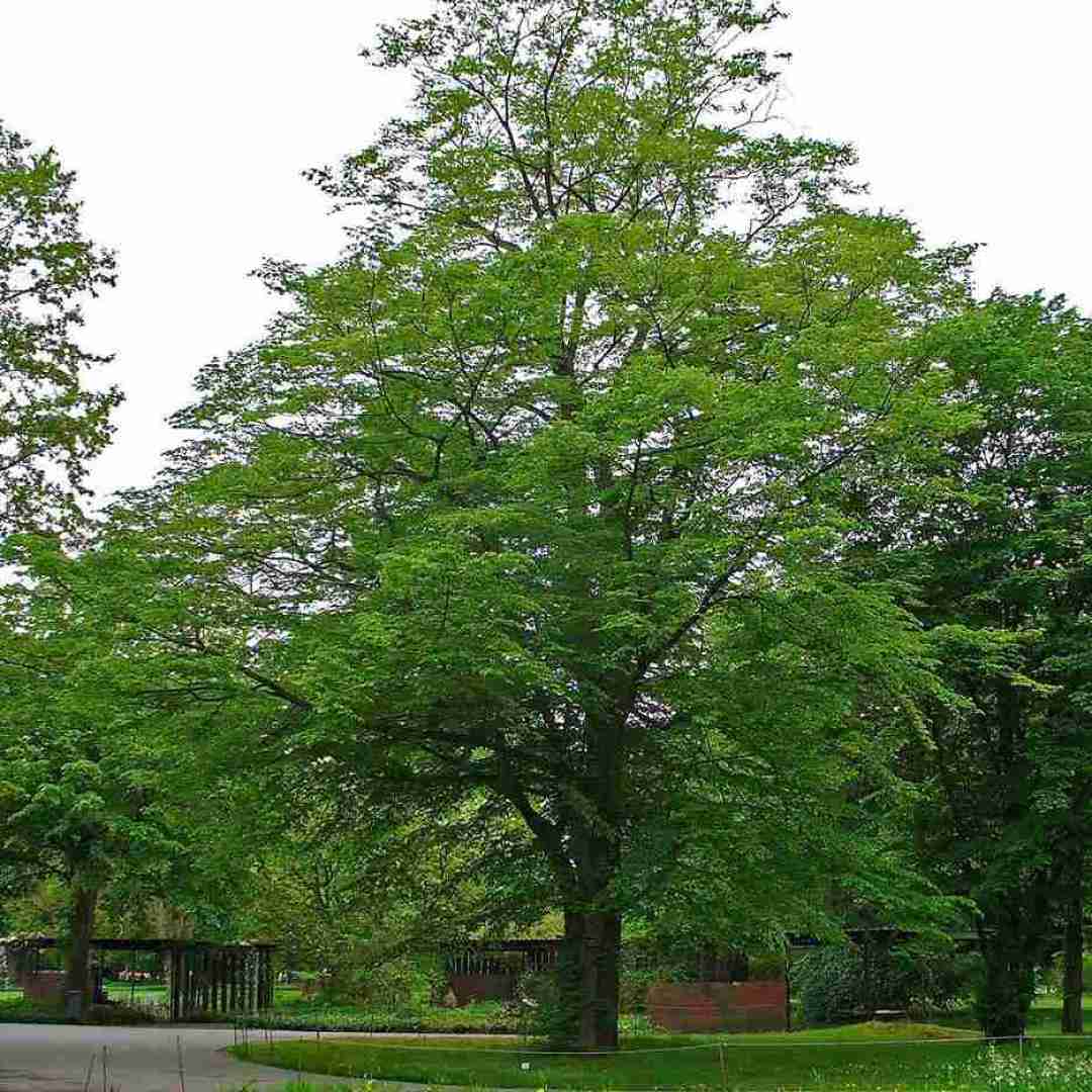  عاصی و آلاز در سریال وحشی (فایل کامل)