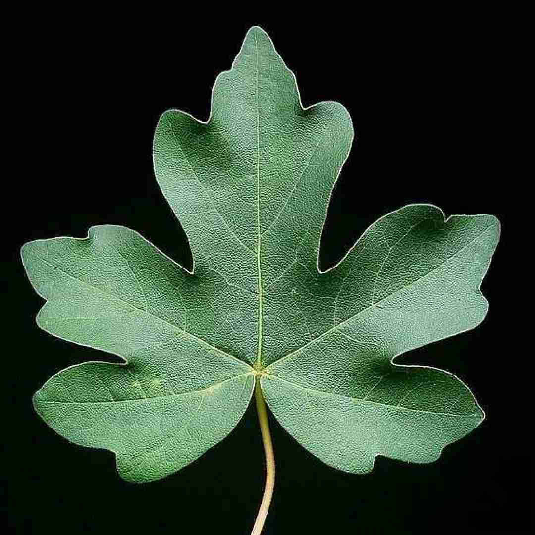 سینه ی سوخته ی بی برگ و بارم فیک بعضیا معرفتشون