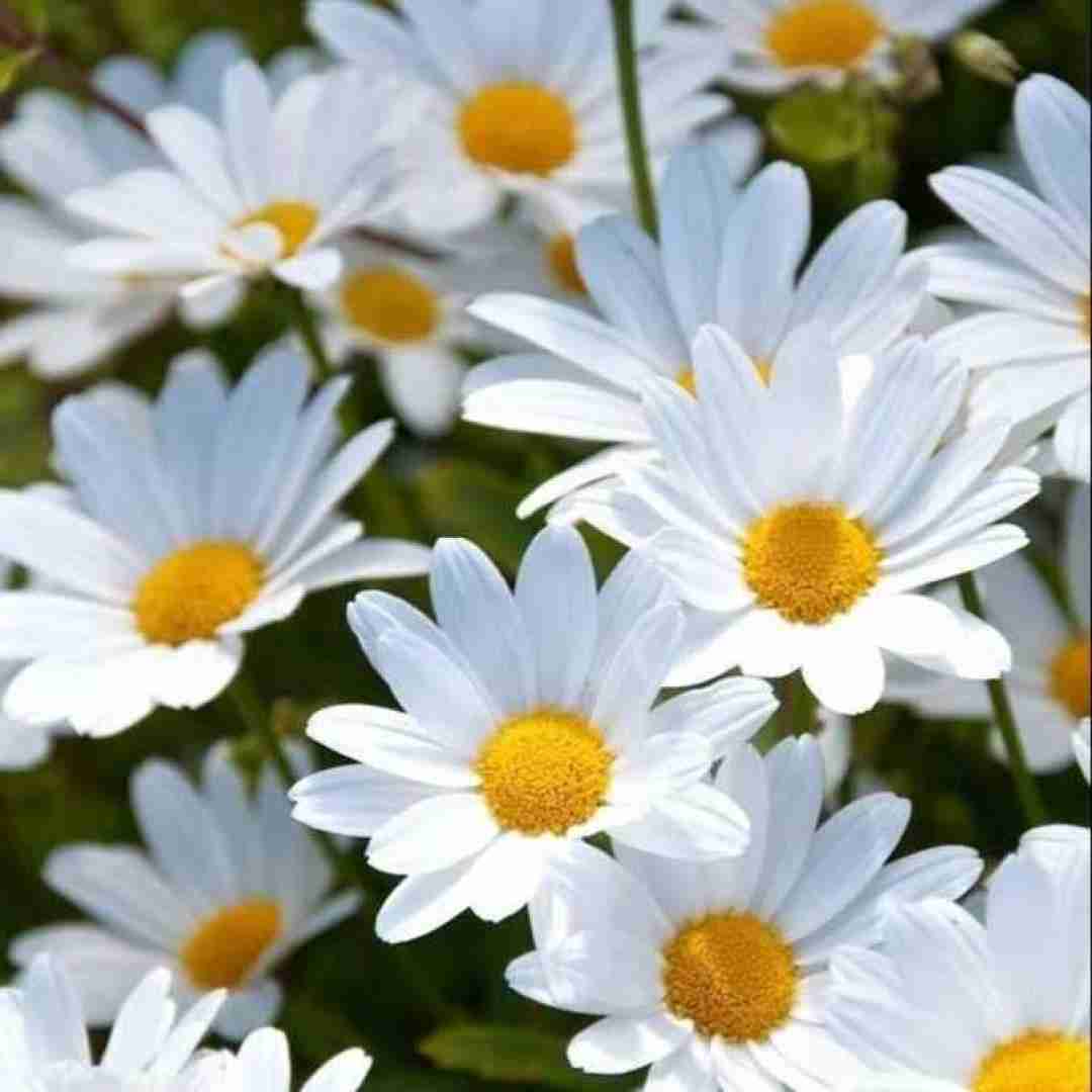  پیداشو یکی اینجا داره میمیره تورو هر ثانیه میبینم
