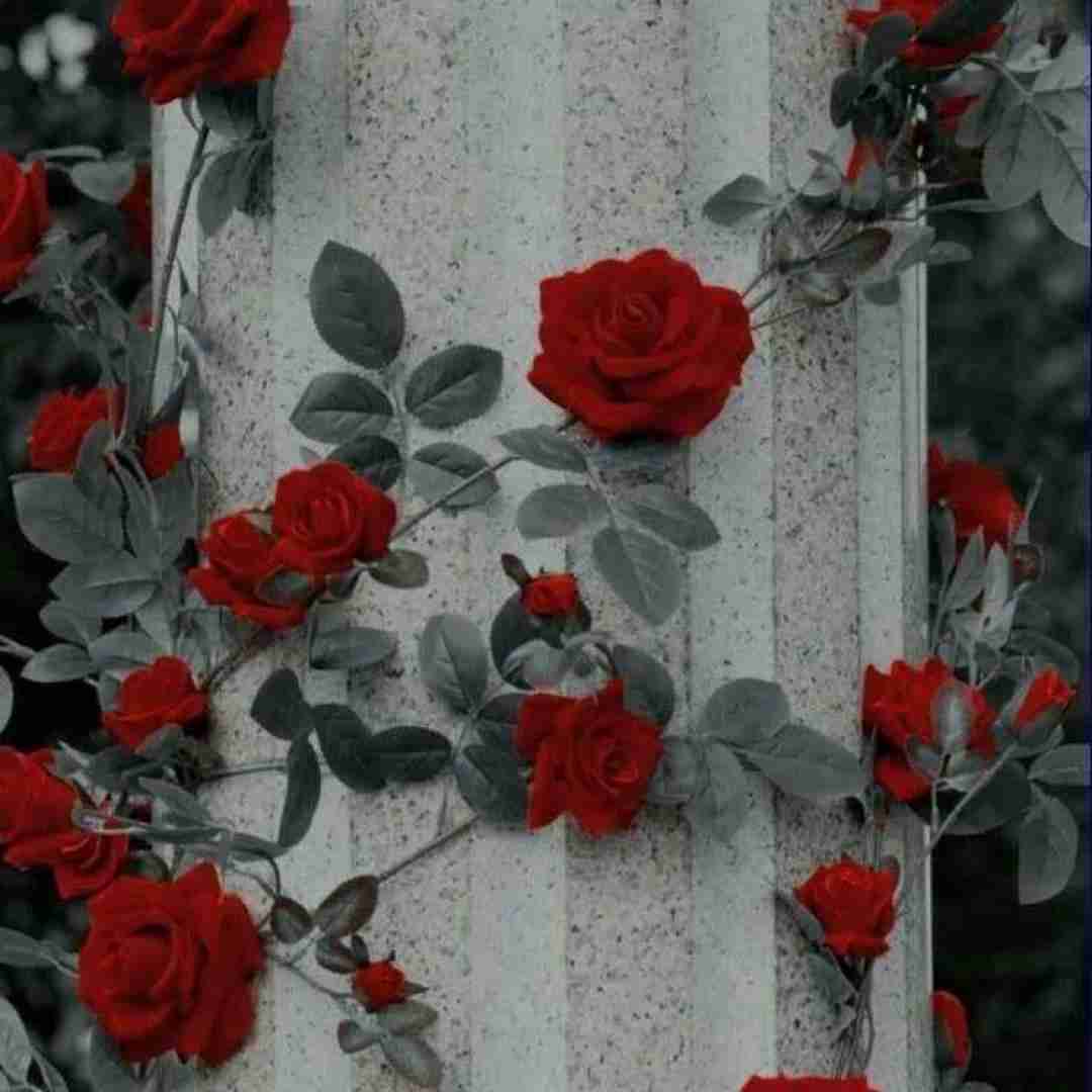 فاطمه عطایی صنم جان