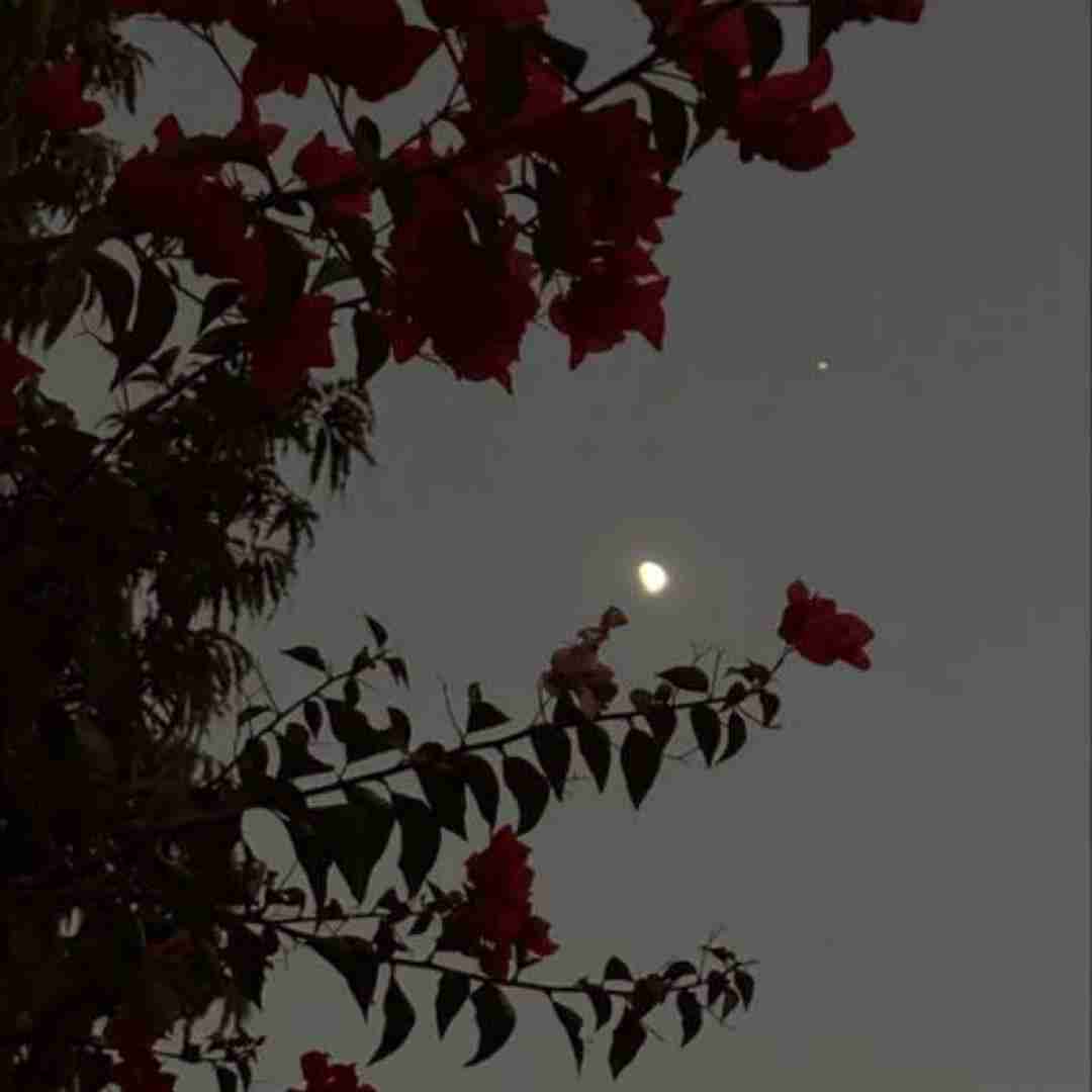 دنیا همینقد باهات بی رحمه حال تورو کسی نمیفهمه