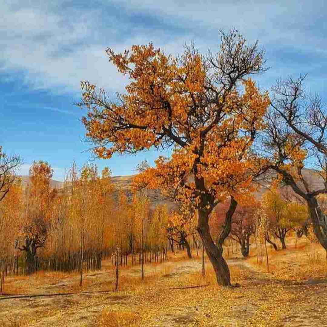 فاطمه عطایی آمده ام