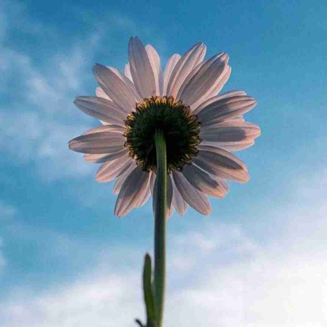 وقتی میرسی به همه چی پوچ میشه چرا