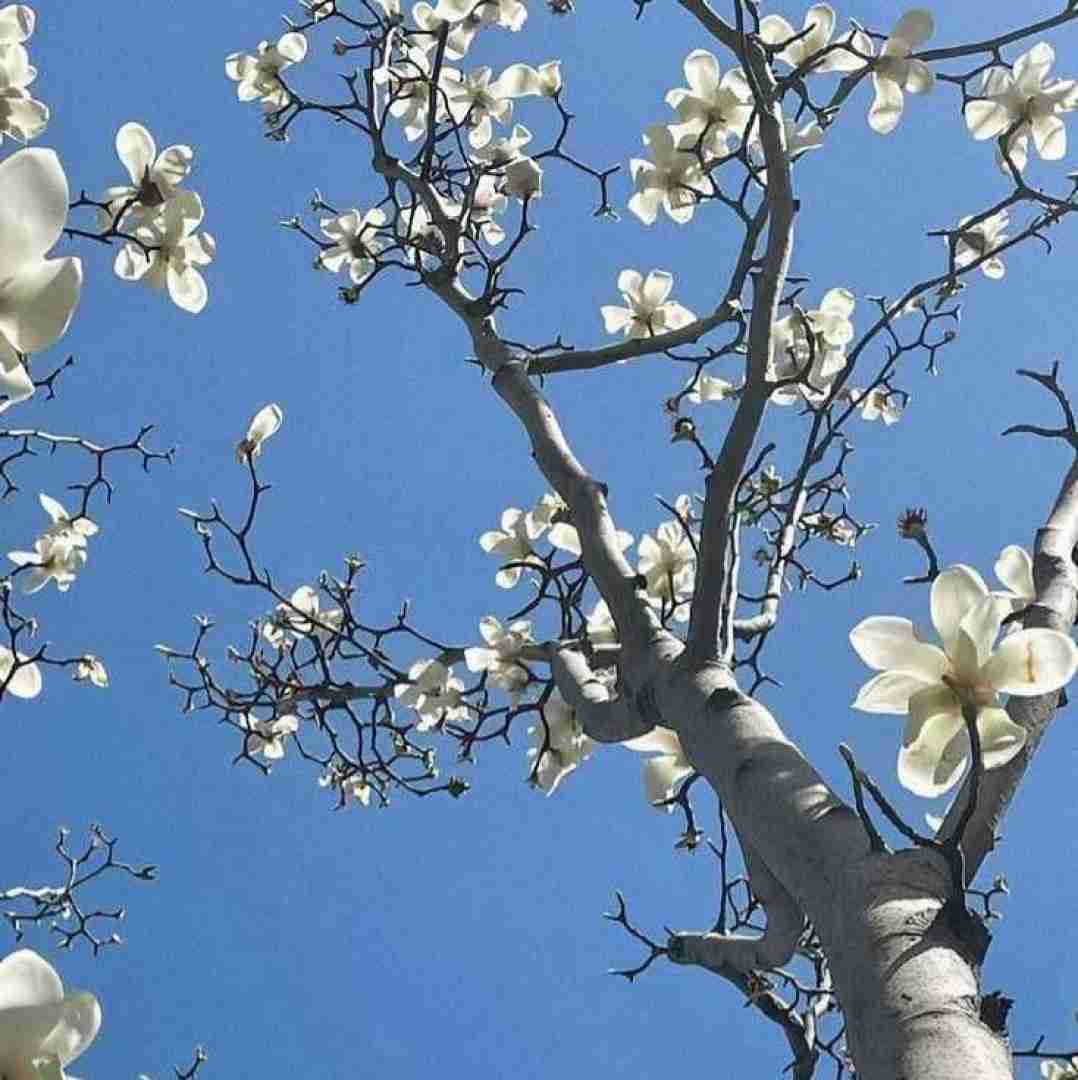  ترندیم کاپلی عین جزی و بیانسه من کینگ و تو کویینی