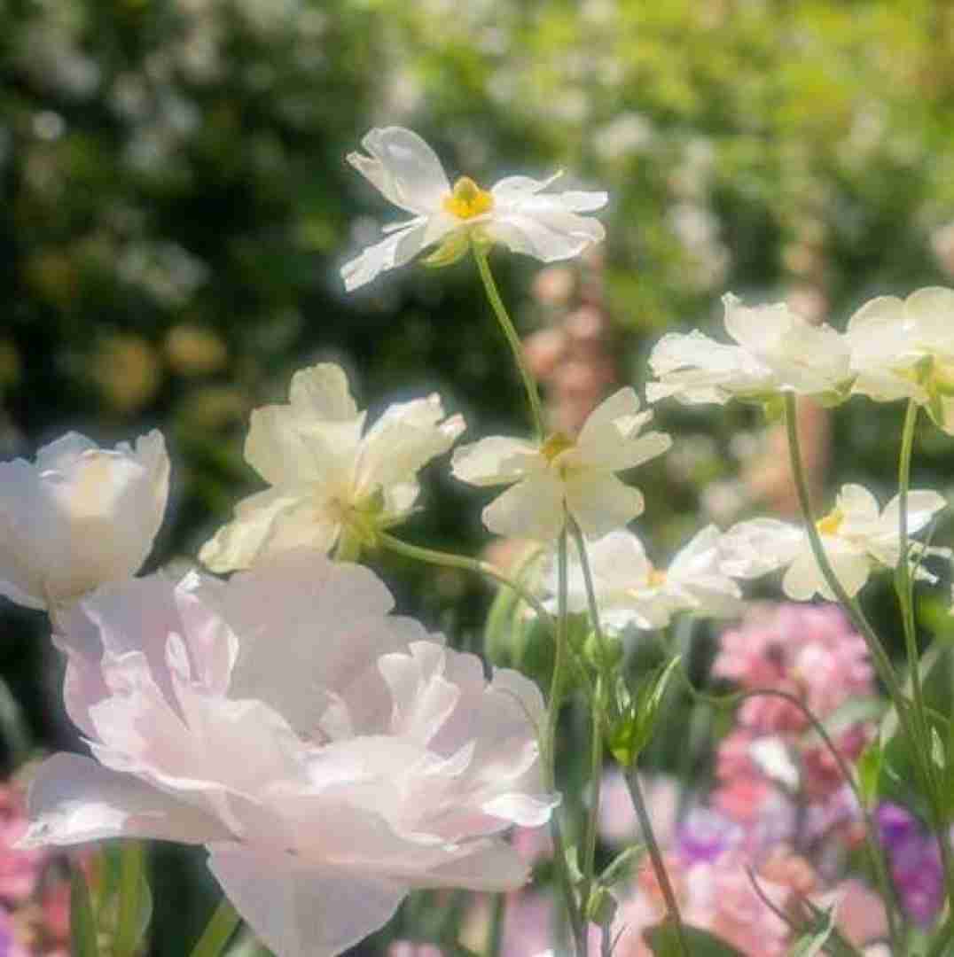 فاطمه عطایی سنگ فرش خیابونارو گل کردم برات