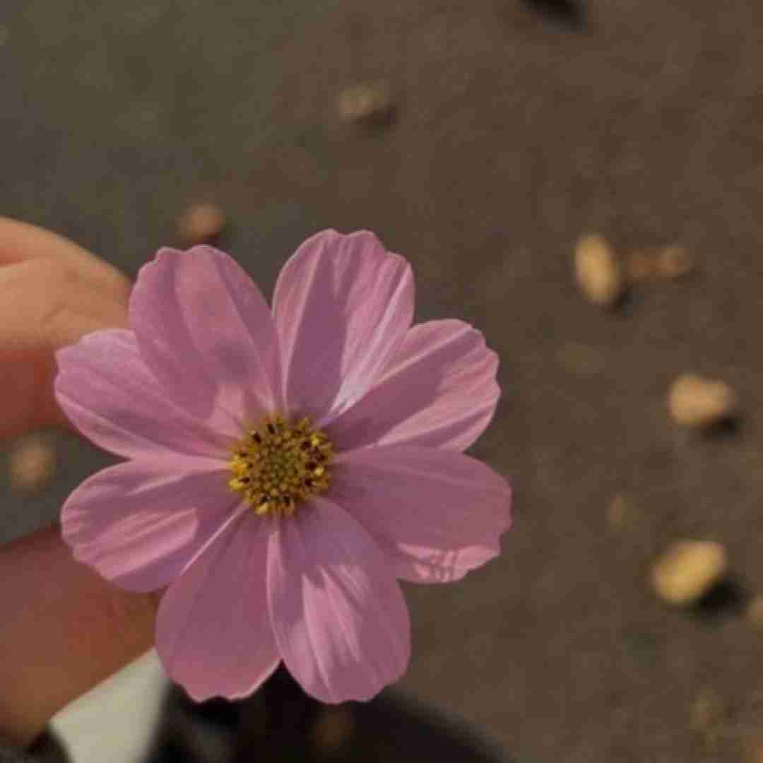  تو برام مث بارونی واسه کویر آدم دوس داره