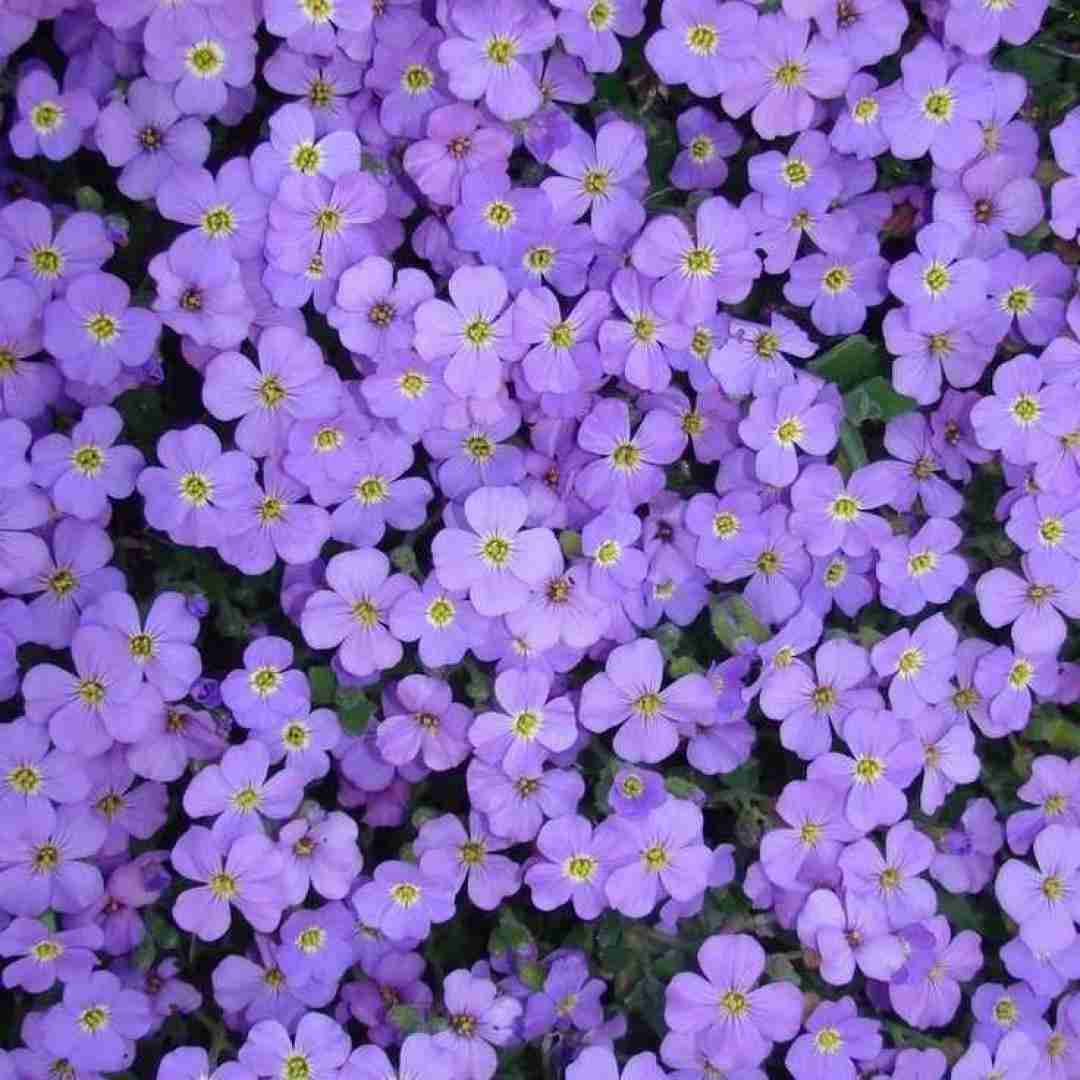 زنگ نزن آشغال بهم شمارت یادمه دواش آلزایمره
