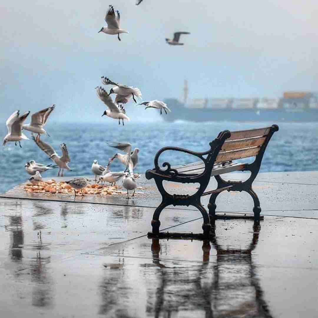 دافه چیرکه میندازه چفیه قیافه که نه ولی