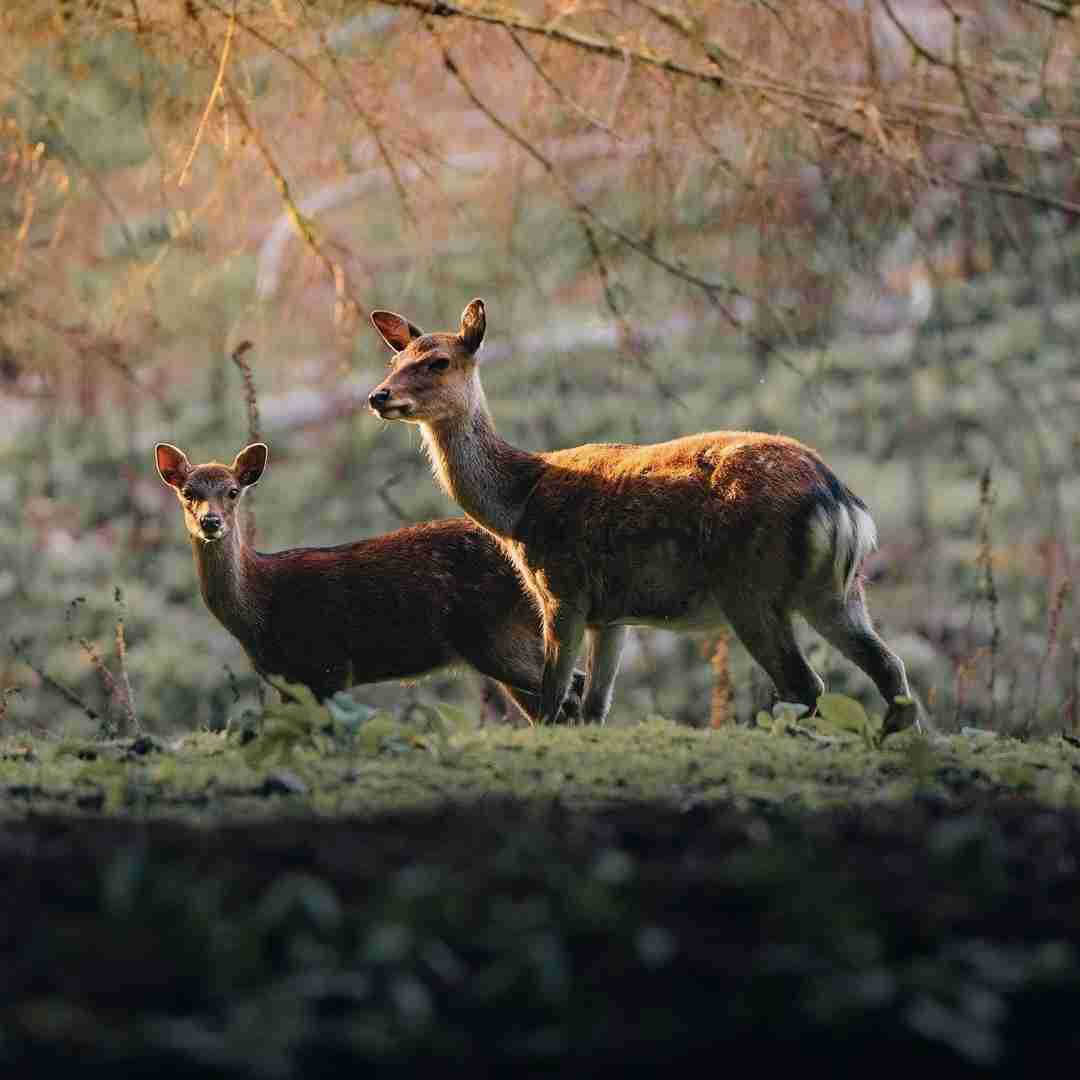 اگه با ما فرندی تبریک ترندی چون ما میدیم