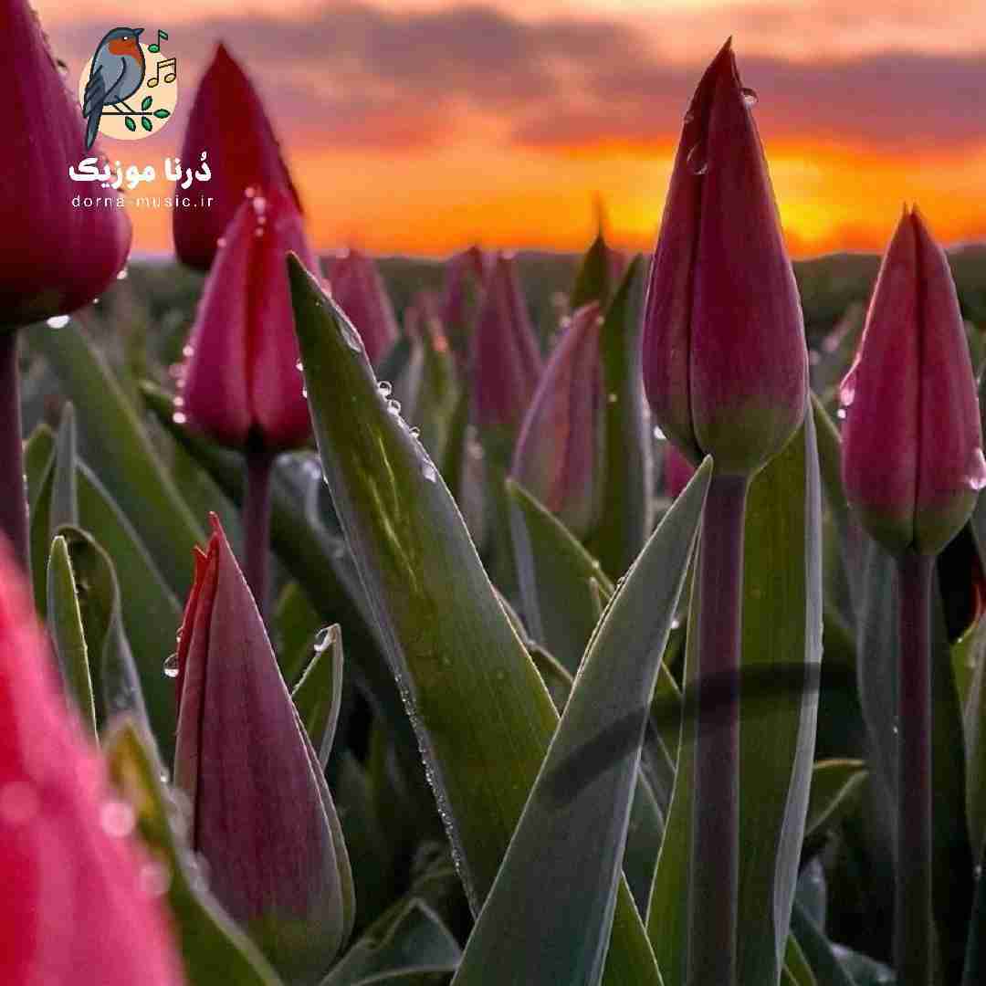  با اینکه فشارش بود روی کولم همه چی خواستم همه چی