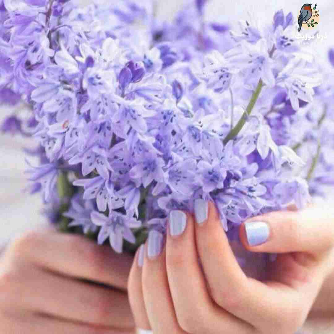 دشی کجا مگه نمیبینی اشکای منو نذار انقد سر به سرما