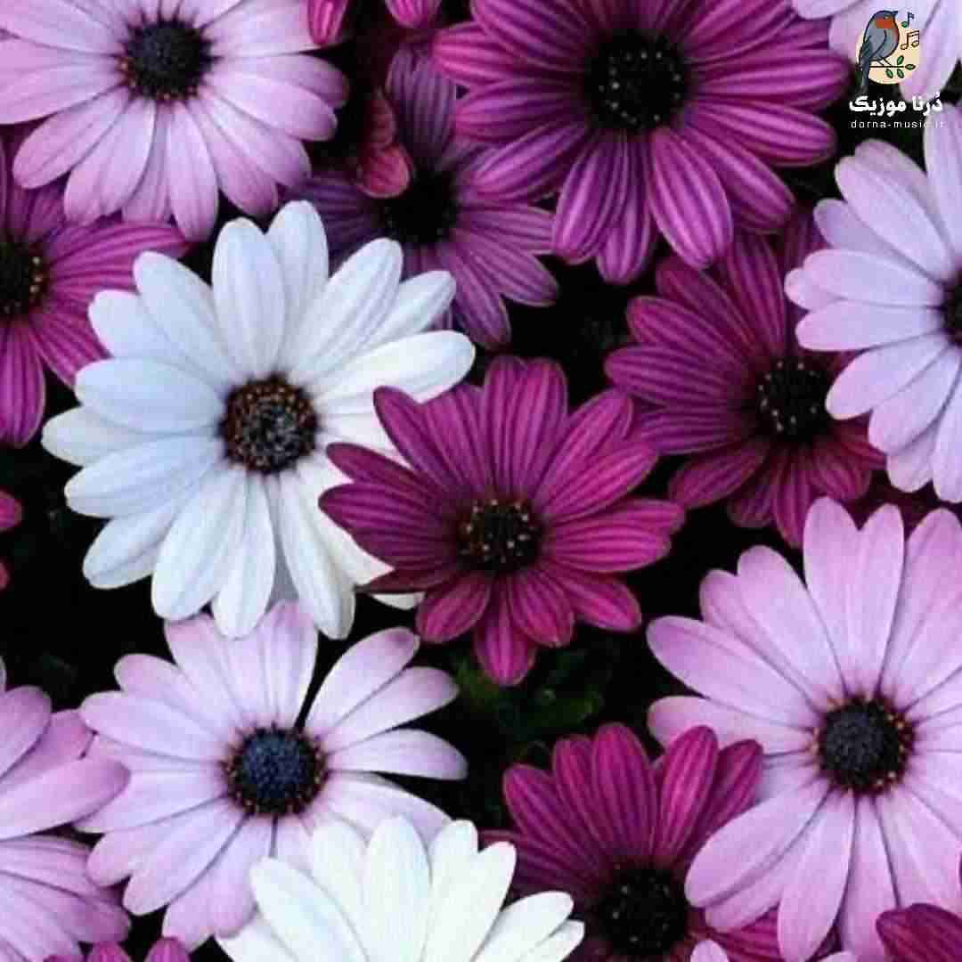 دشی جغد شوم کوچمون دیگه روی شونه ی منه
