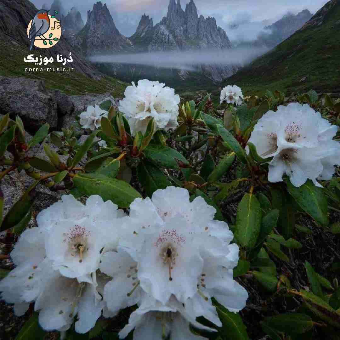 حاجی اینارو فقط میبینی توی خواب موهاشم لخت
