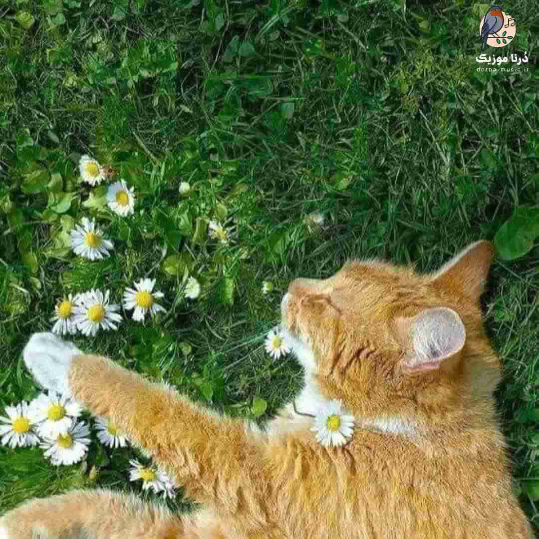 فاطمه عطایی امیری