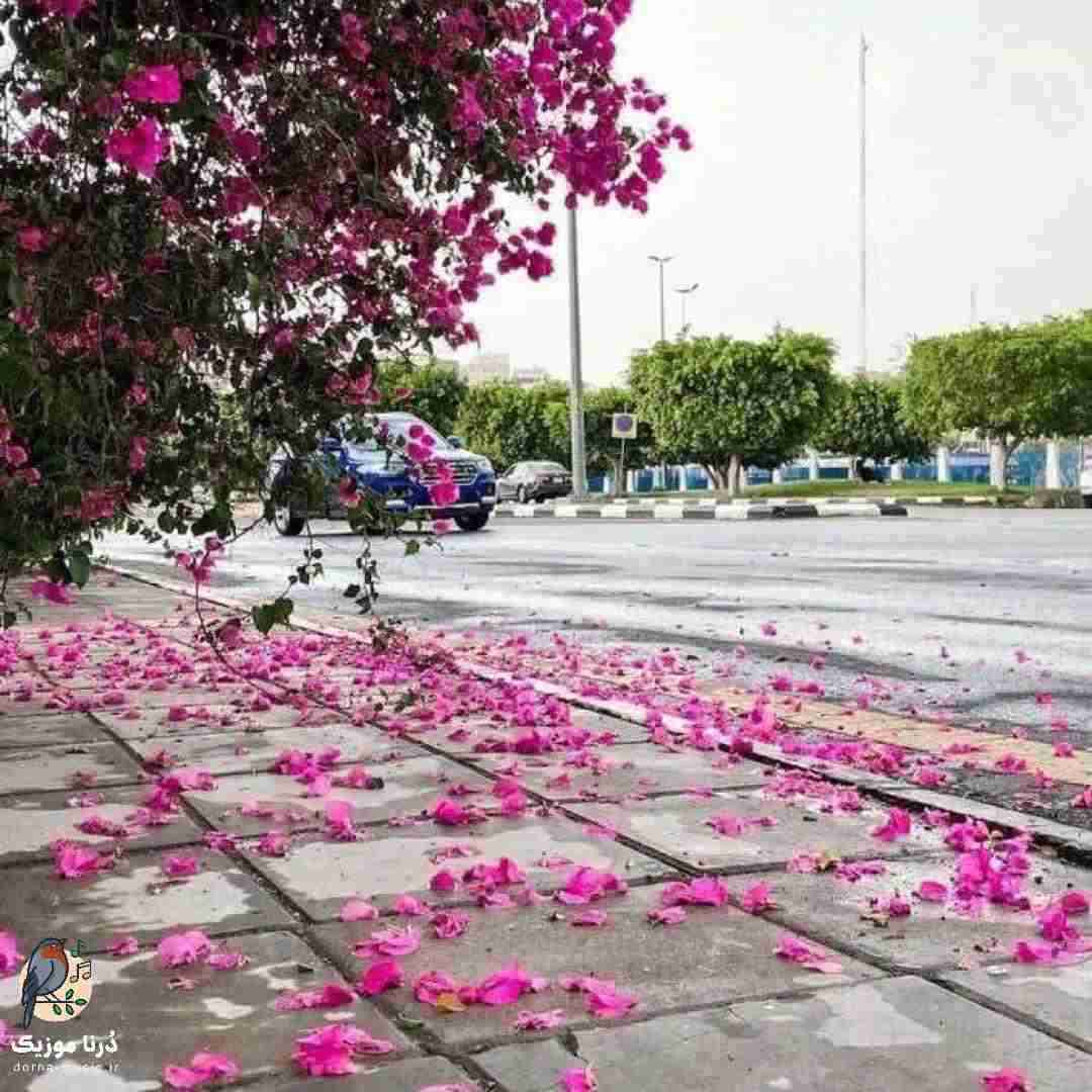 دشی یک شب به خودم آمدم و هیچ ندیدم