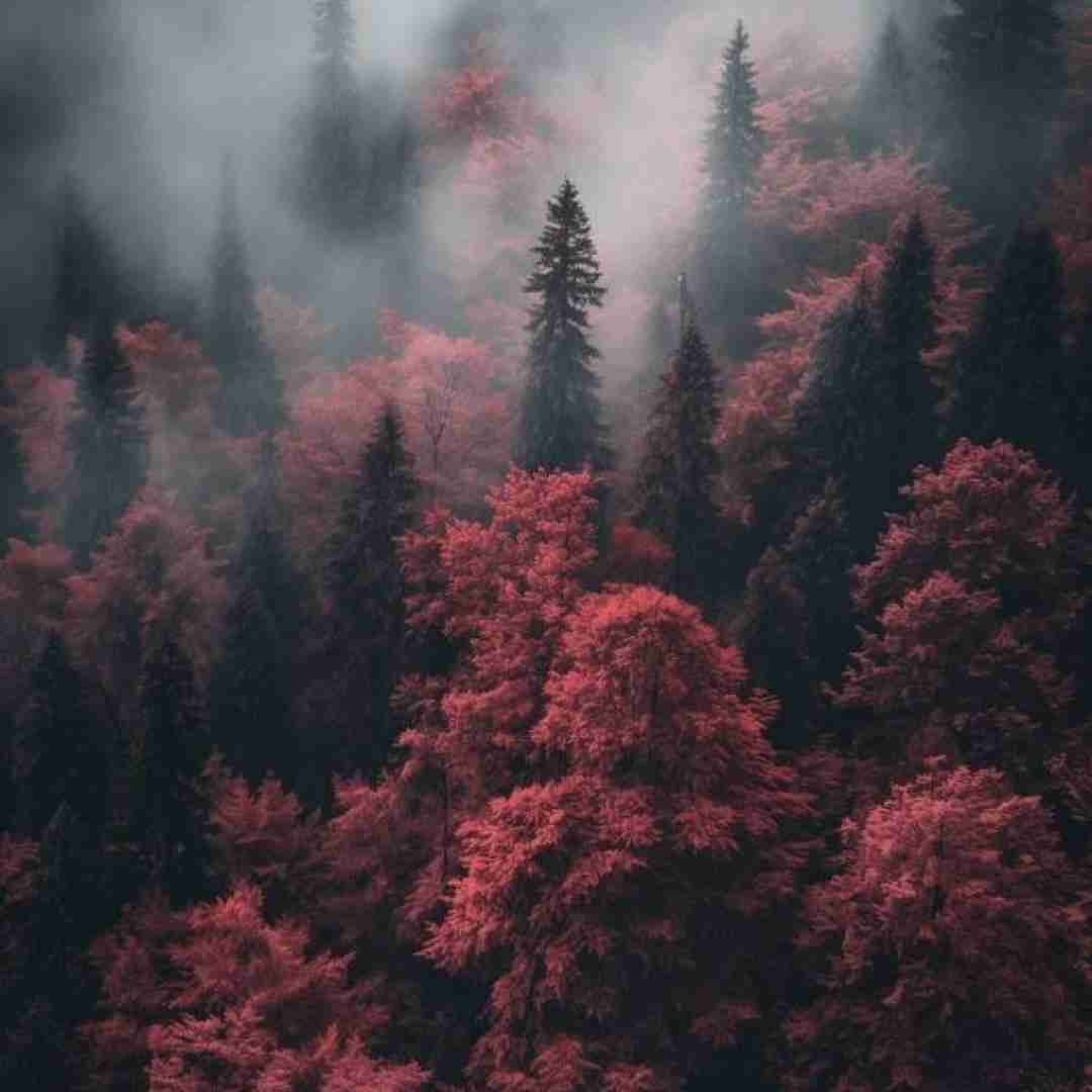 اینجا جنگله بخور تا خورده نشی (میکس اینستایی)