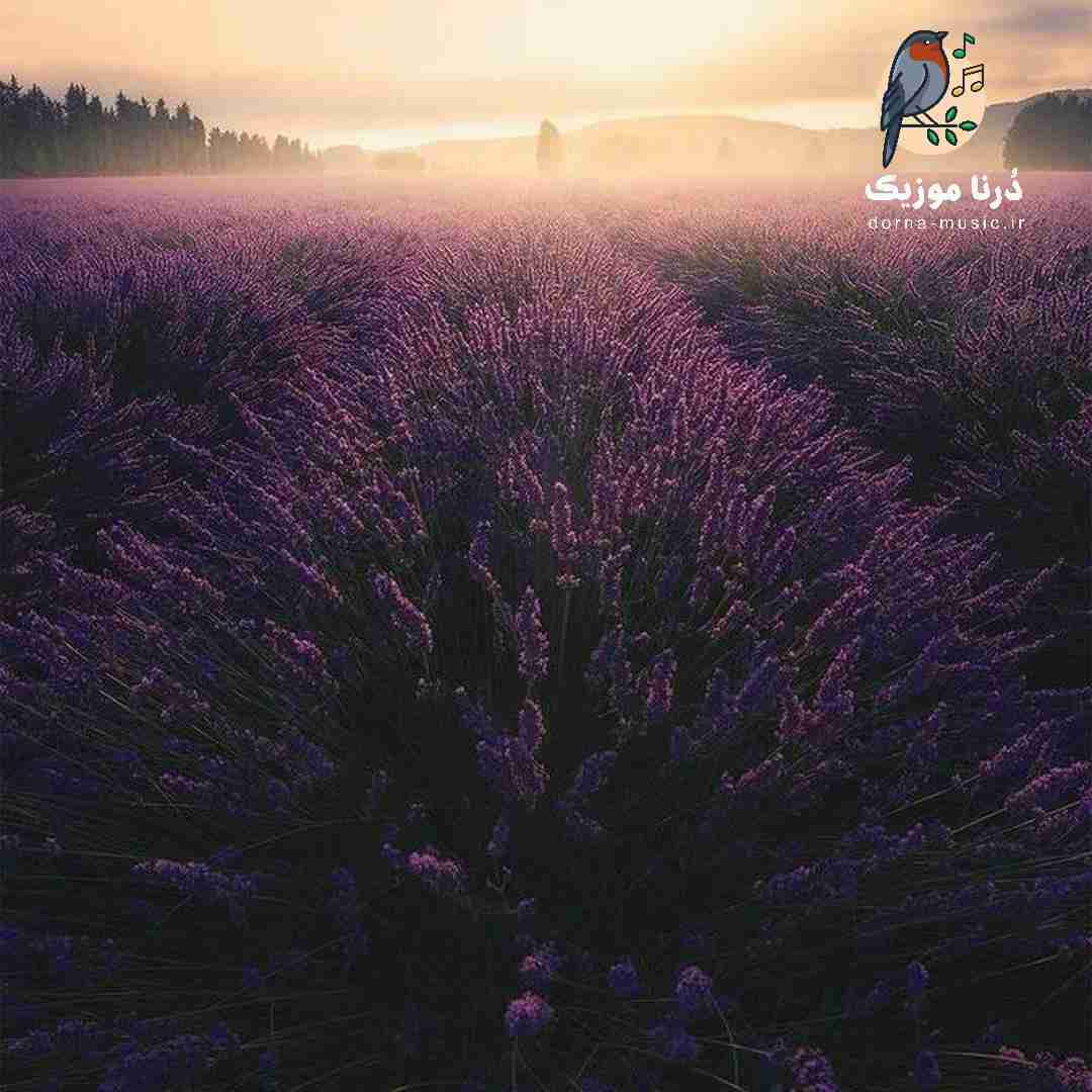 یک من یکه کنم دو پیک بریز سکته کنم - ترند