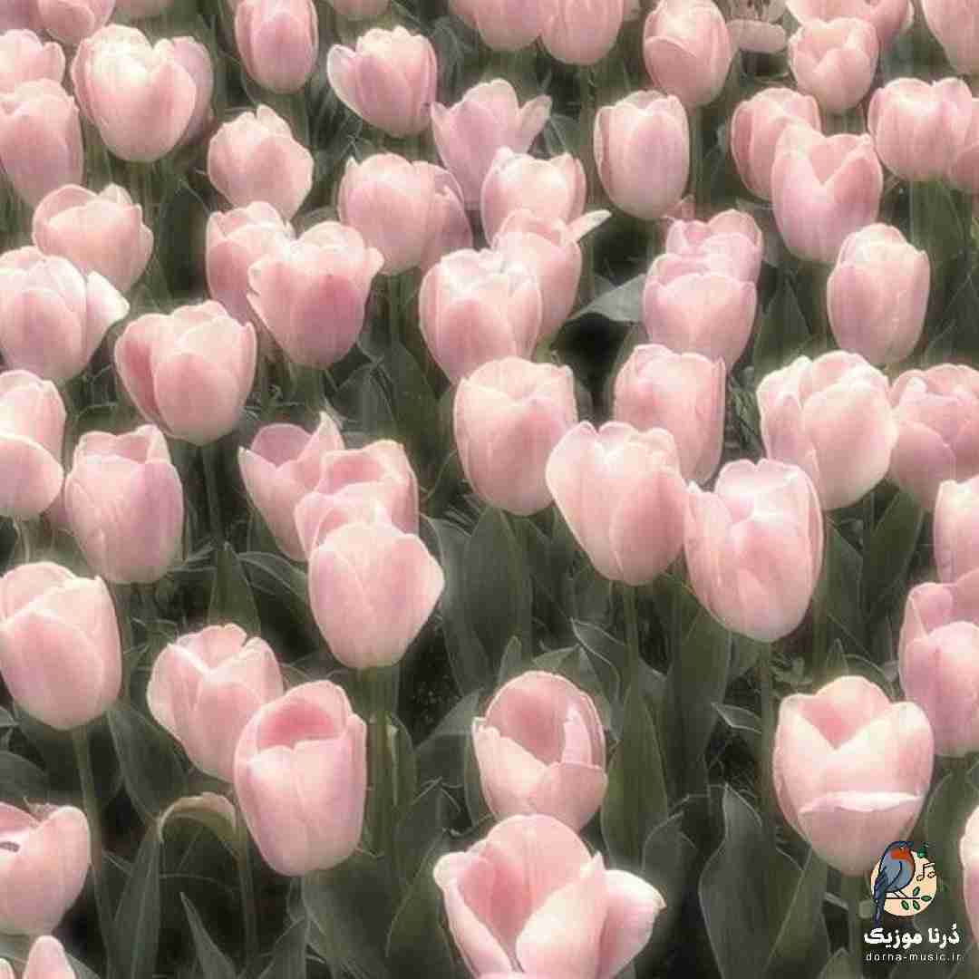  روح طلایی درخشیدی رویا این آسمون آبی