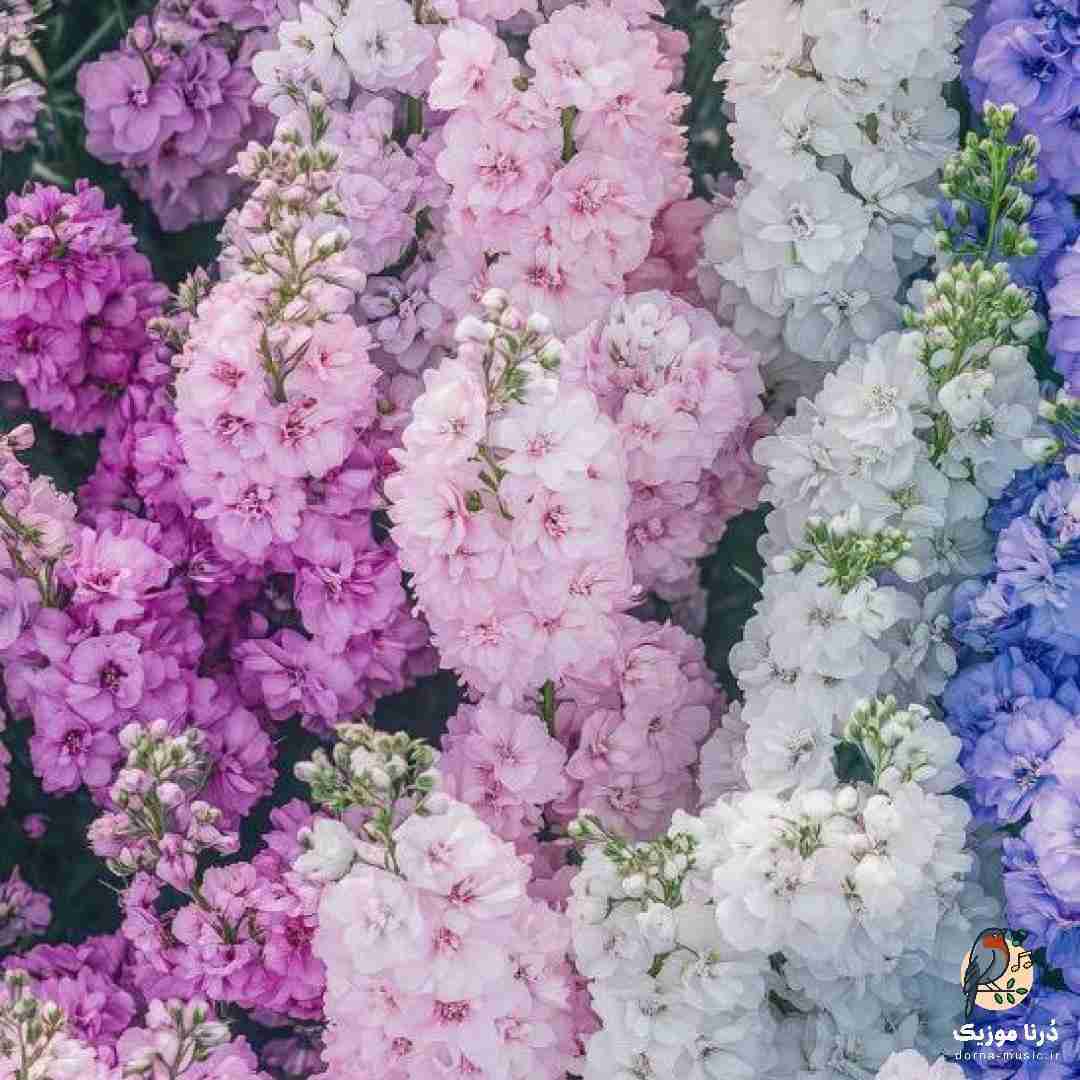 دیگه بارون نمیاد دلم داغه ولی دارو نمیخوام (میکس اینستا)
