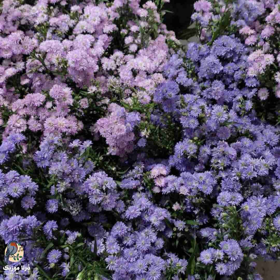 کجای آرزوی محال نه میشه گمت کنم نه دارمت (میکس اینستا)