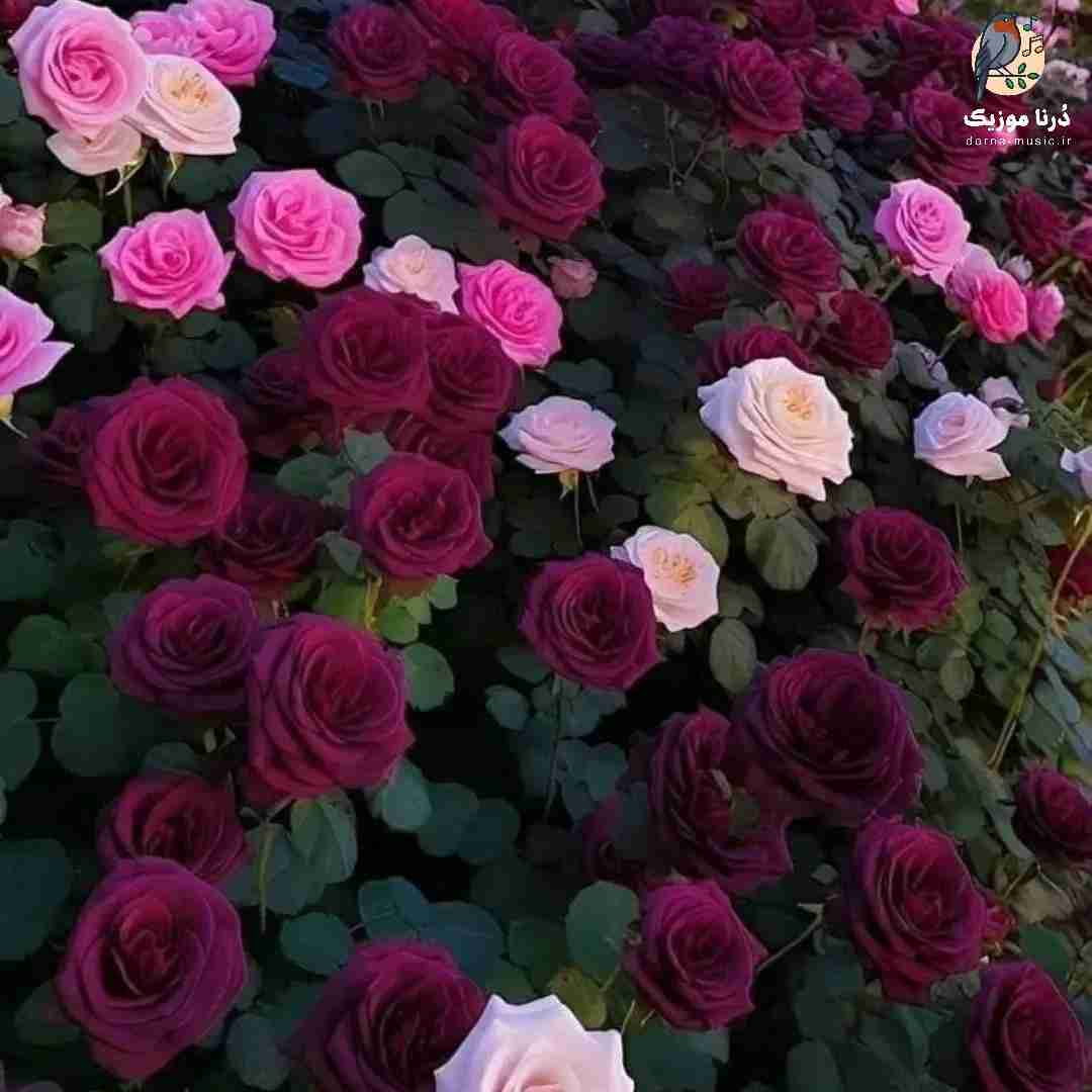 دلو دادم بت تو جزیره دلم دیگه تنهایی نمیپذیره