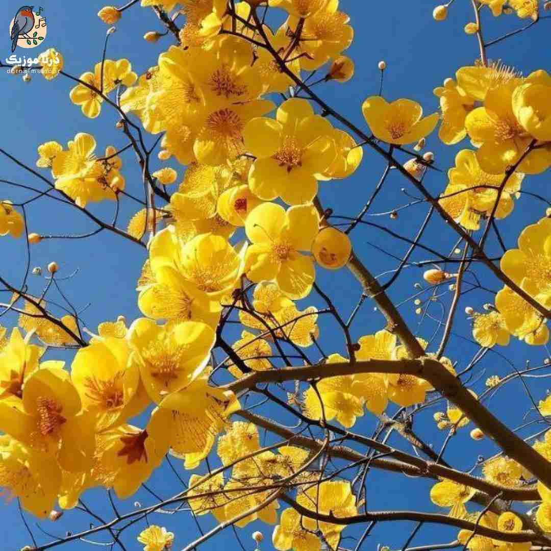  بجز مرگ که بی سایه ست این جهانه نمادین انعکاس