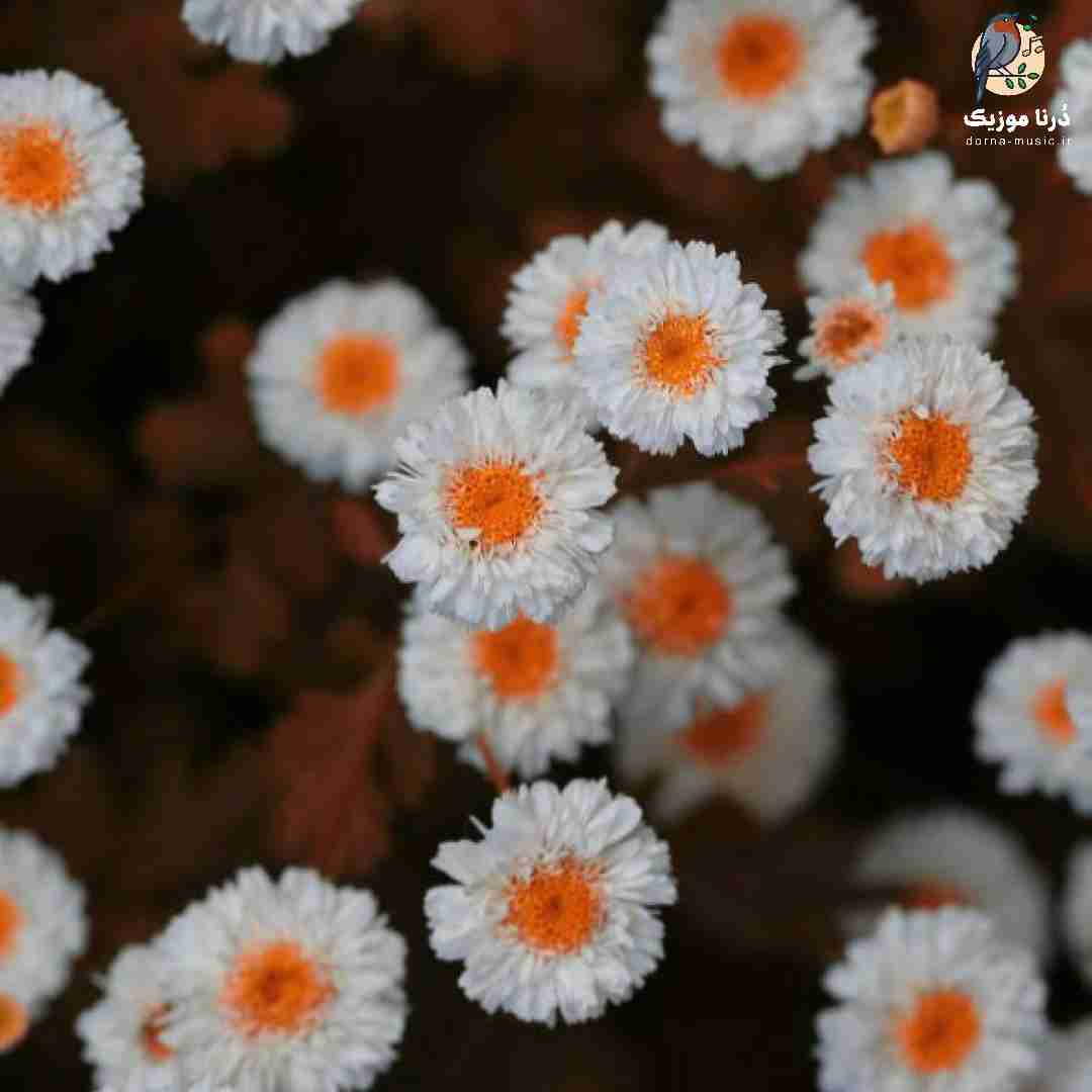  تو کجایی الان من موندمو مستی تو دو راهی