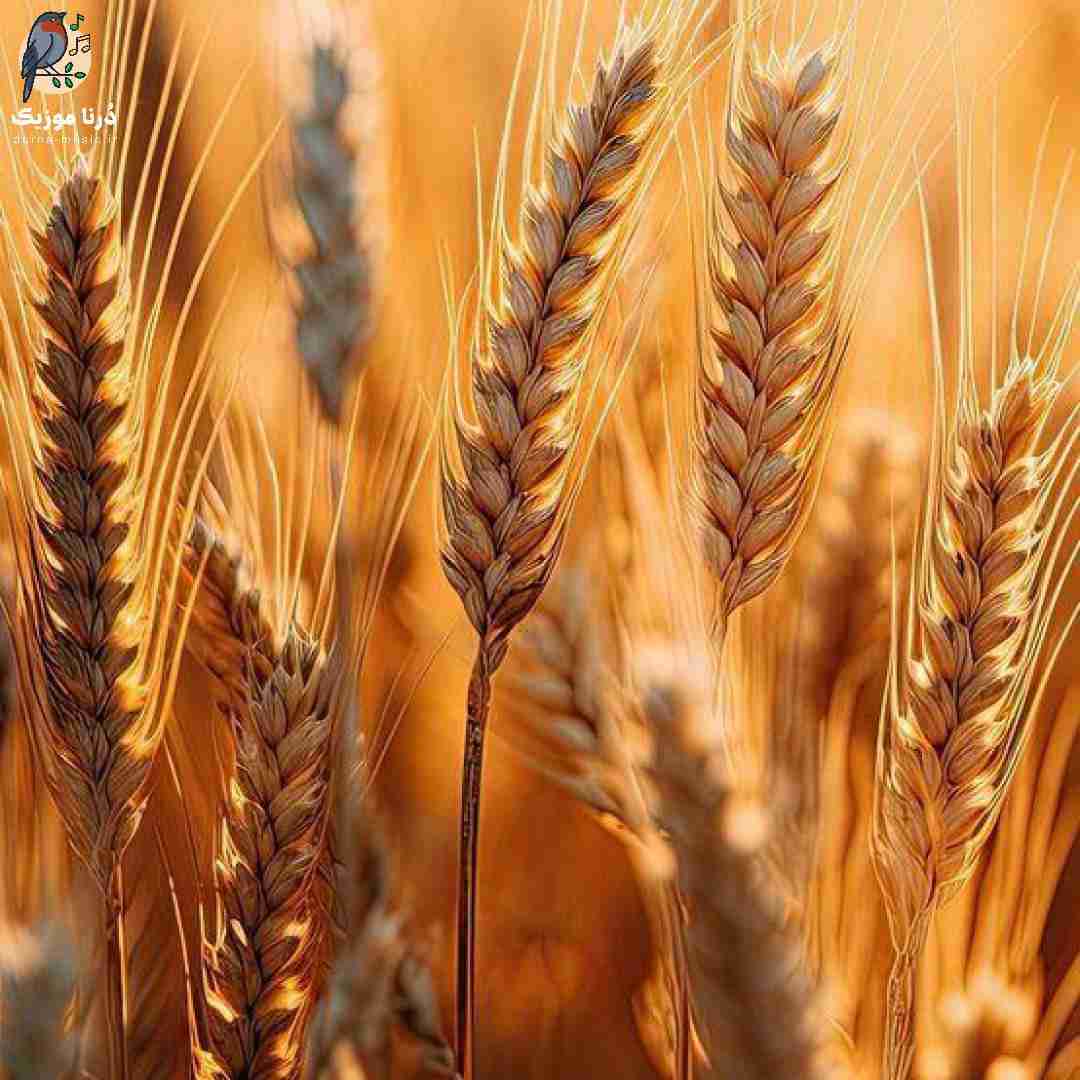 ولت کردم نگی حیفه این دفعه نری بیرون نشی هی چت