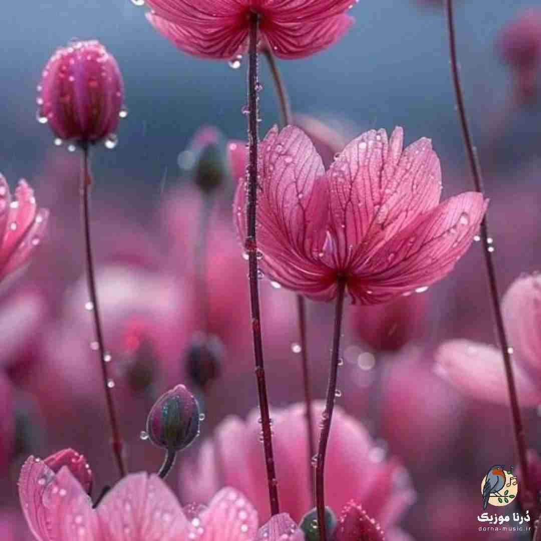  تو یکیو نشون بده از ما سر تره یک بودم برازندمه