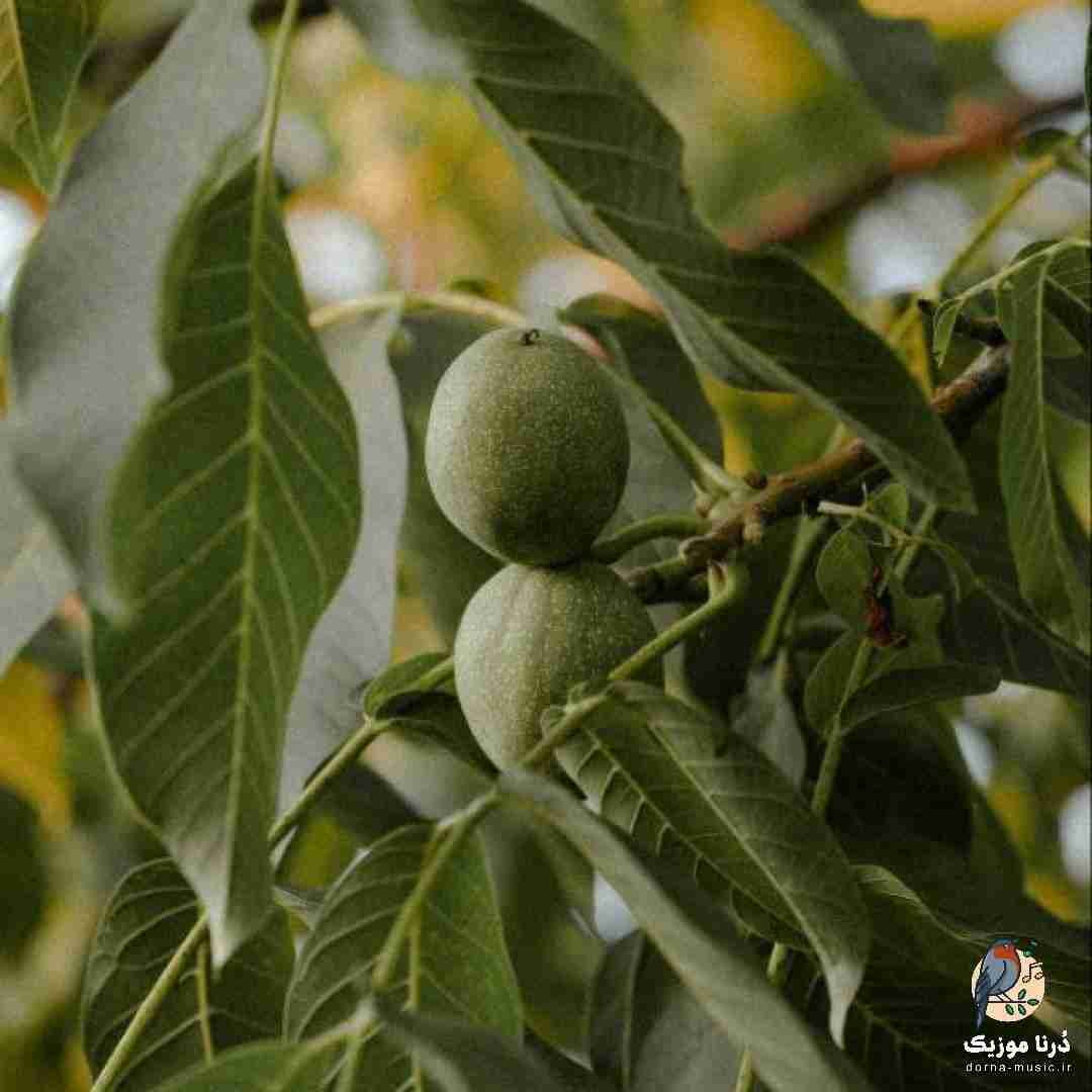  دوای دردی یا خود درد پول که باشه