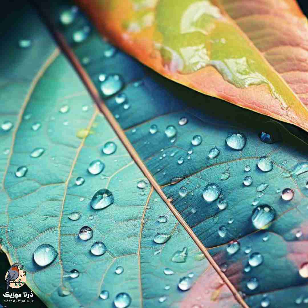  من این سنگو دوست ندارم رابرت شبیه داشاقه (ترند اینستا)