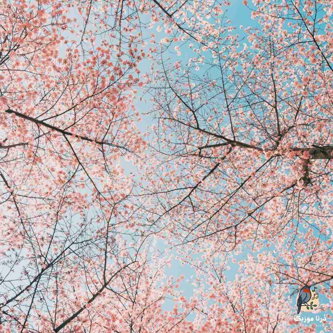 ای دلبر ای دلبر له دل من تویی