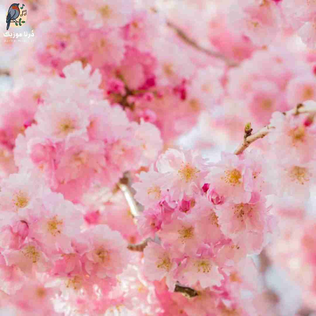 آبی تنمه من سیتی اتوبان میگیرم با 207 جی تی