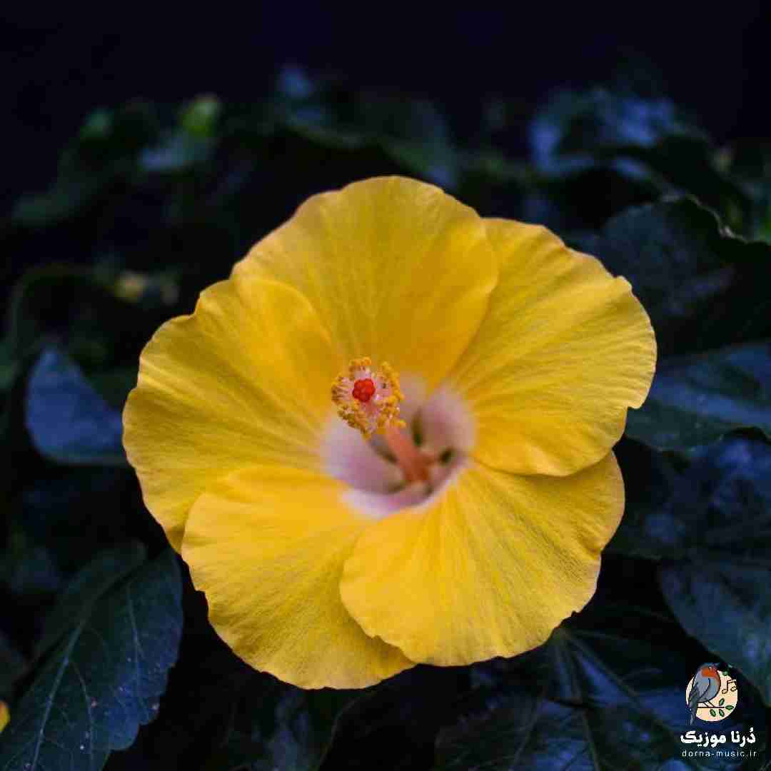 غریبه شدم ولی هم دیگه دیگه حتی نمیبینیم خواب